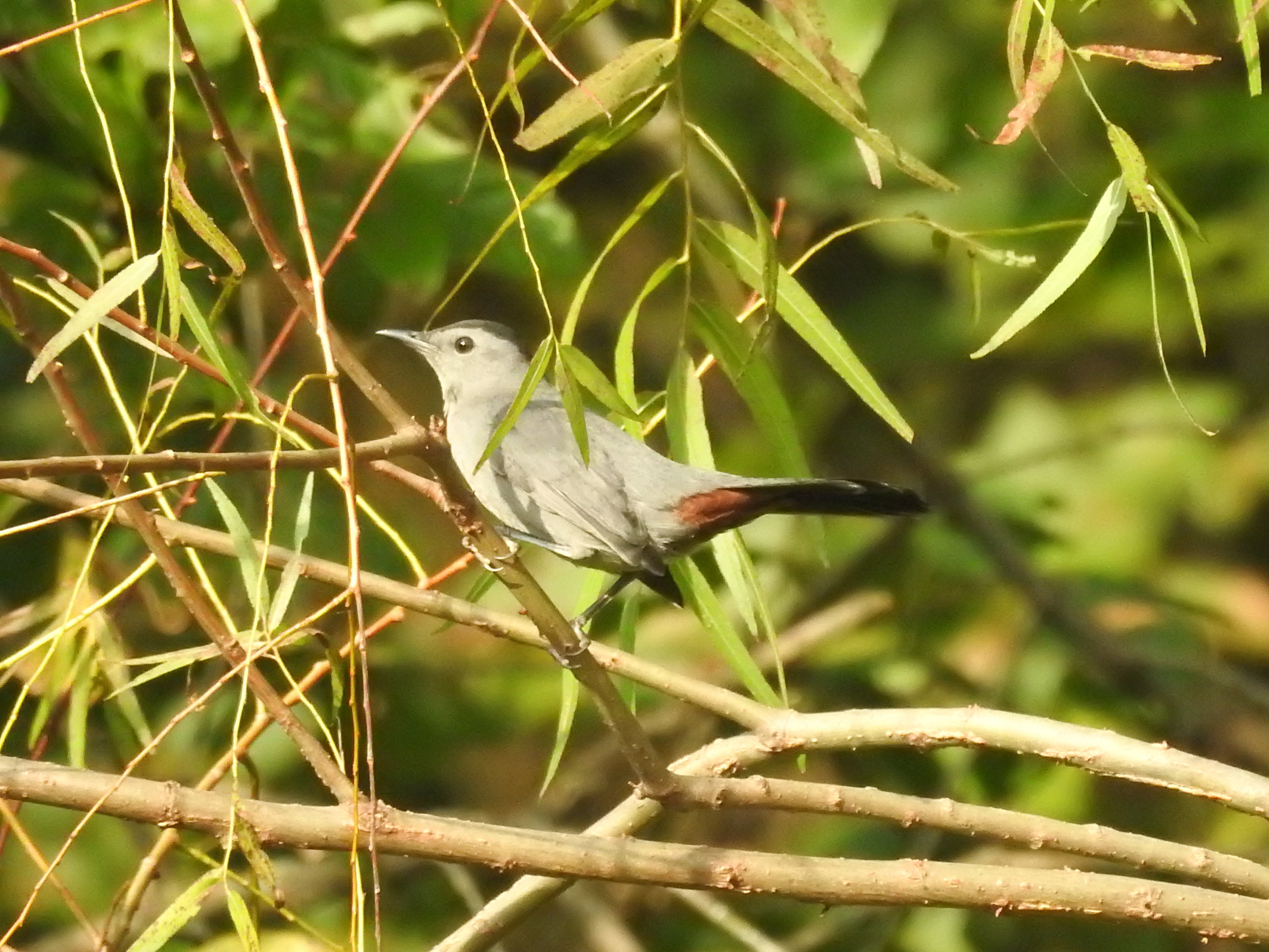 Gray Catbird, September 24, 2017