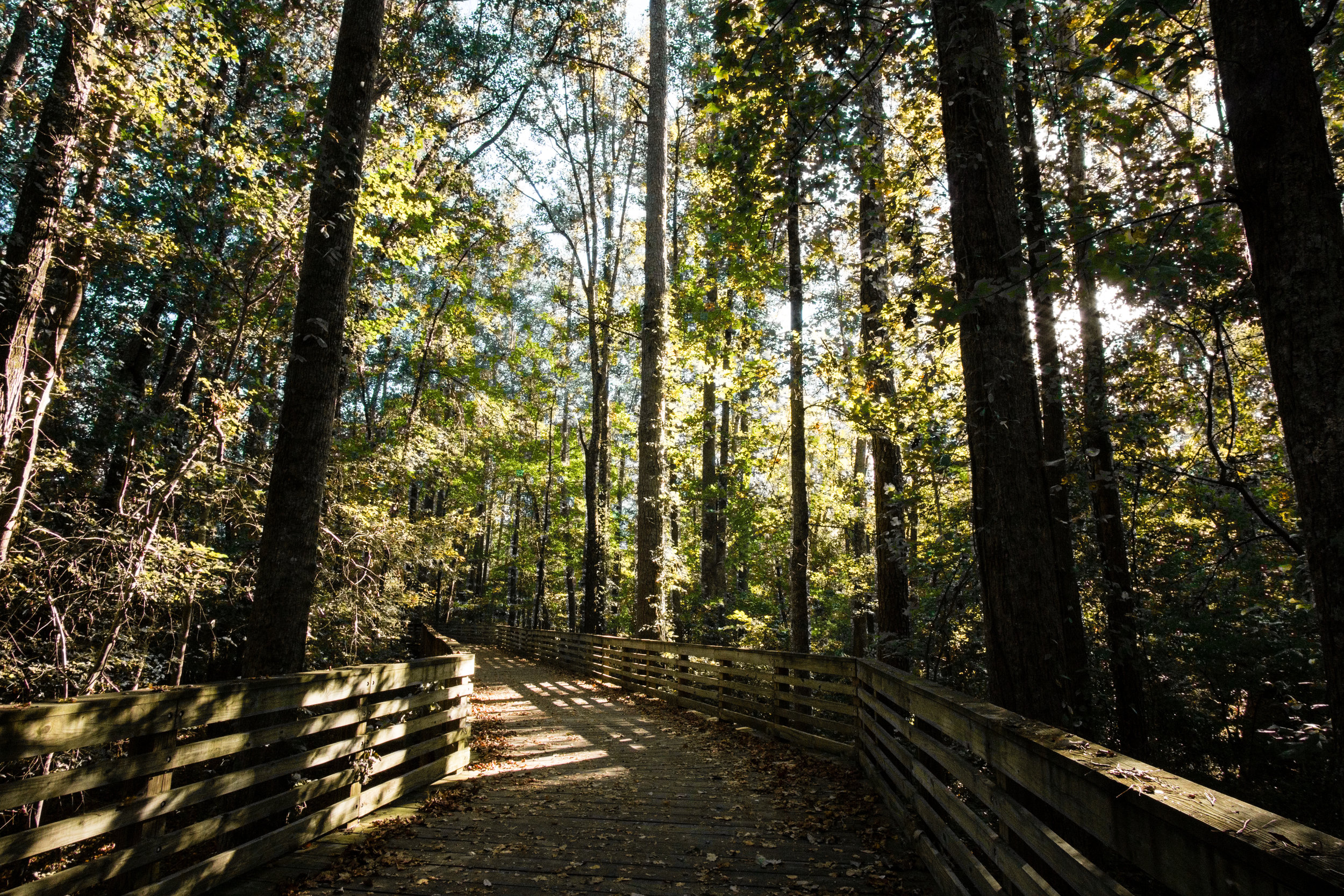 PATH trail, October 1, 2017