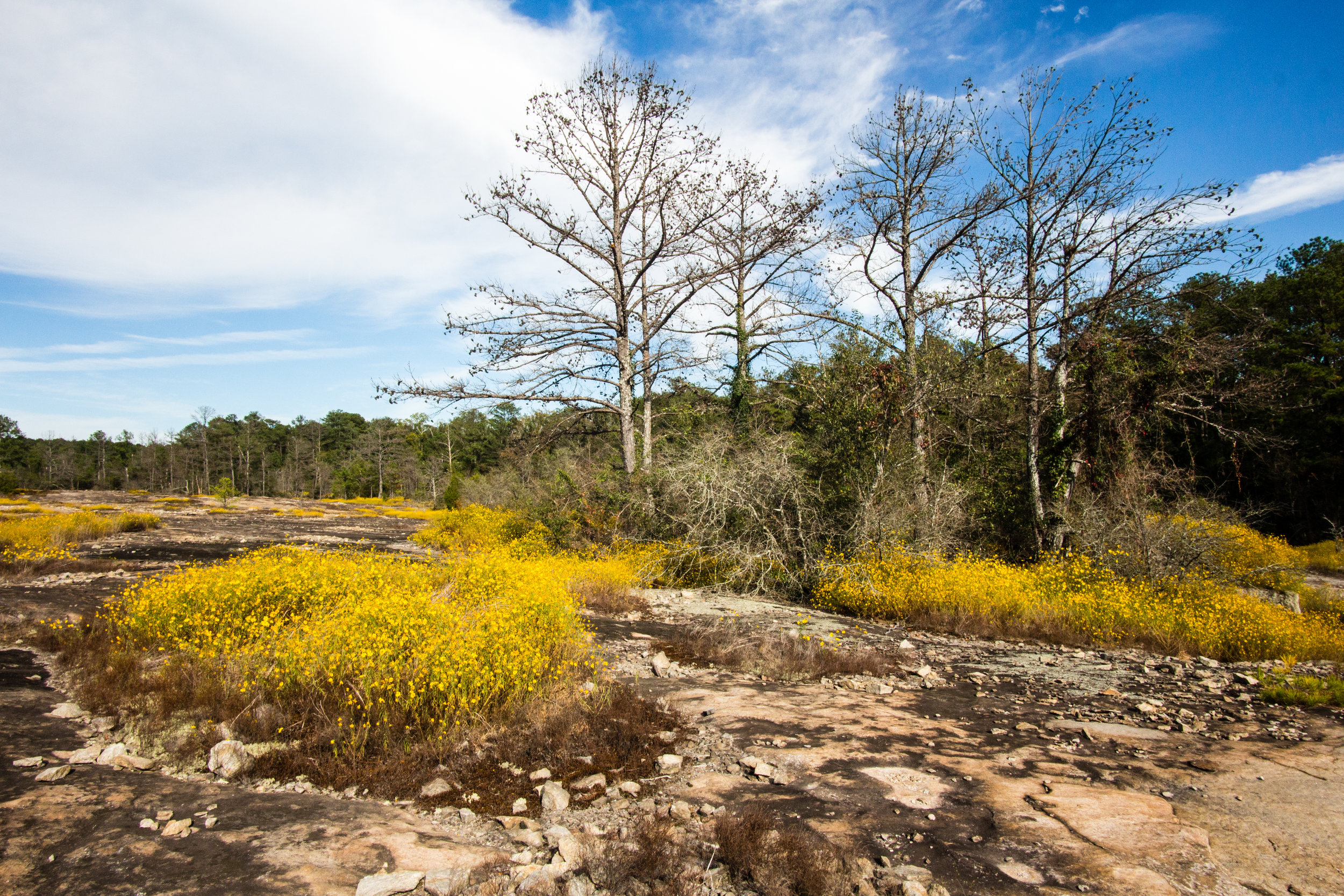 Yellow Daisies, October 1, 2017