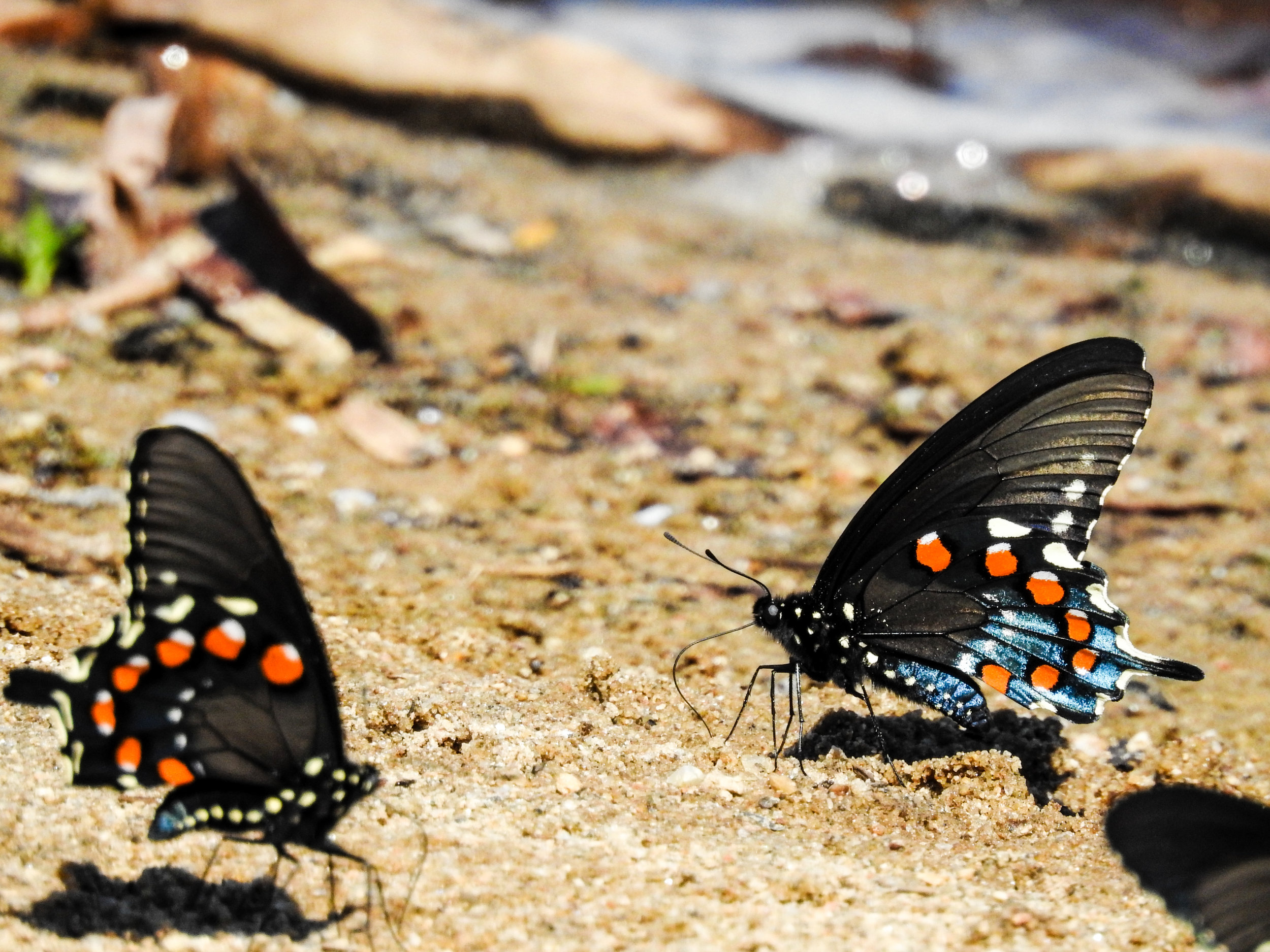 Pipevine Swallowtails