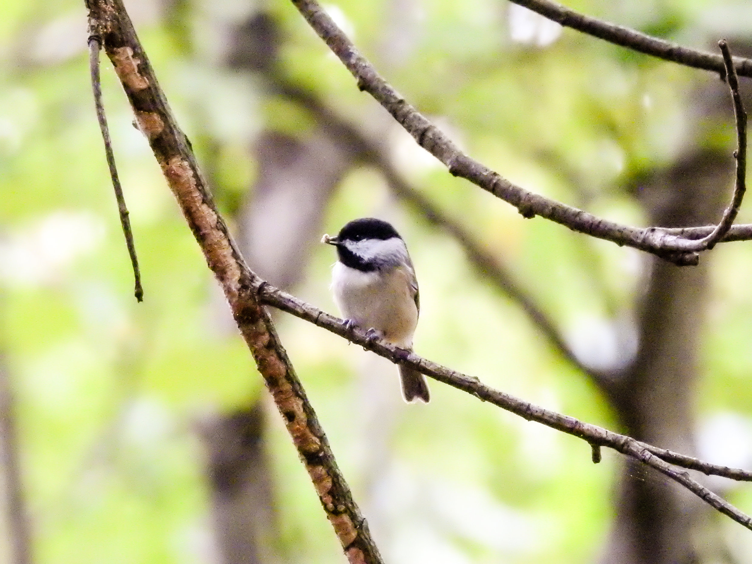 Chickadee