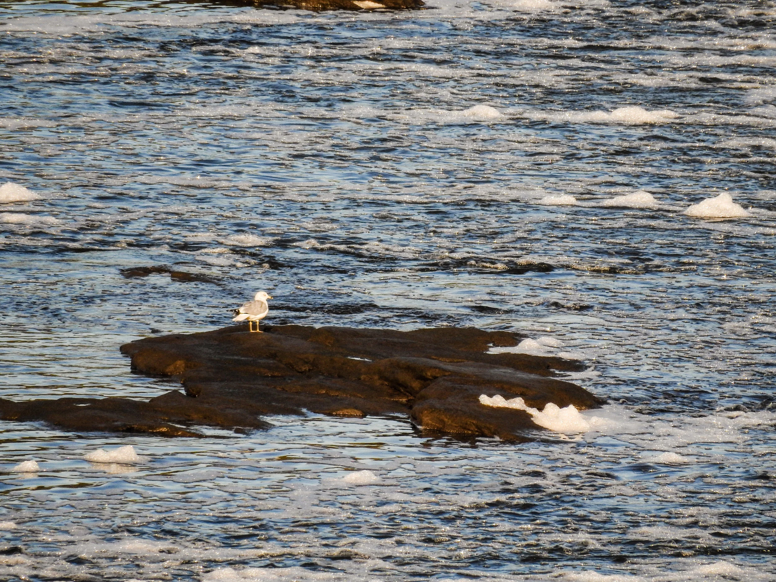 Ring-billed Gull, October 18