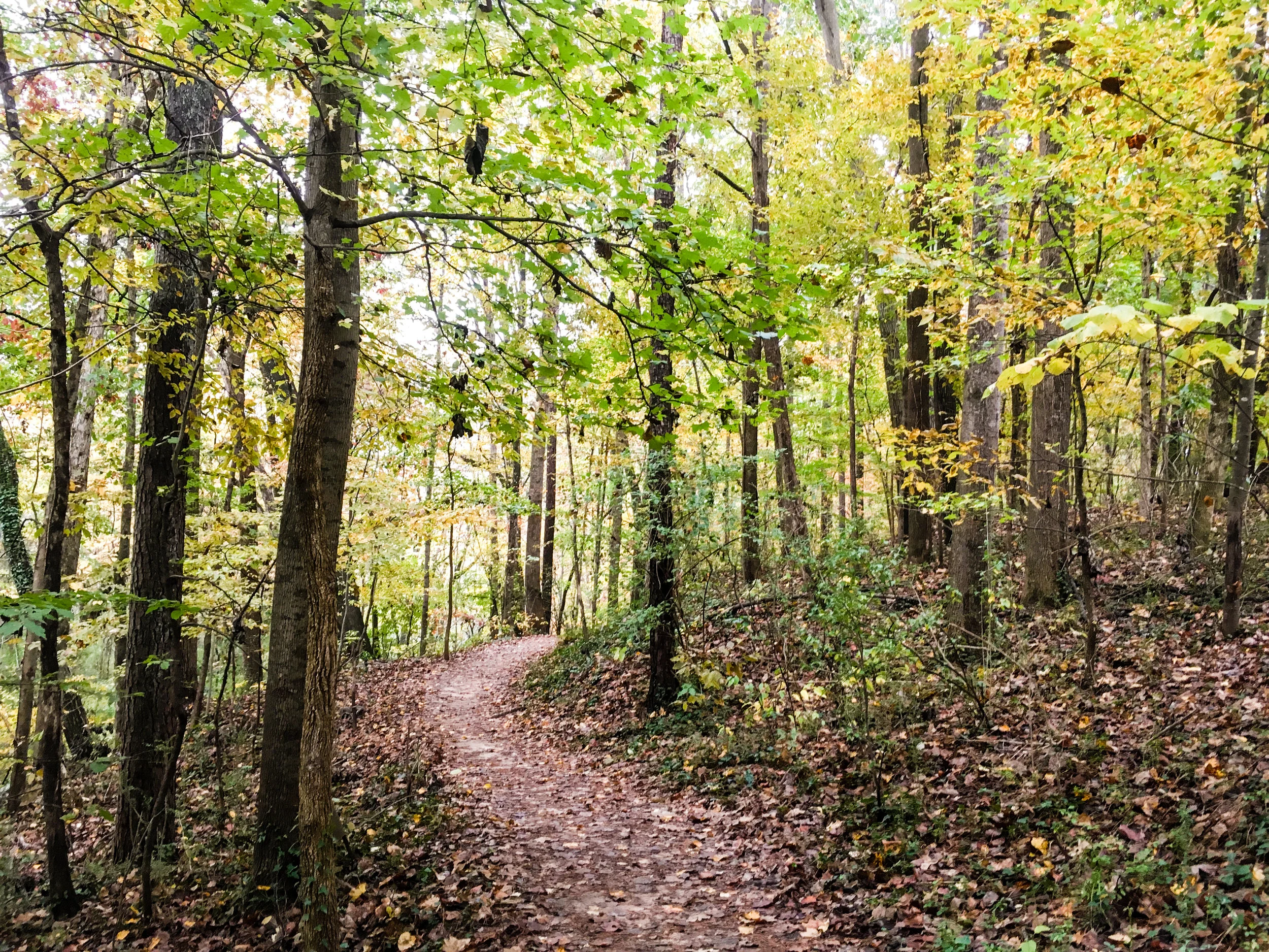 near ashford forest preserve — Blog — ATLnature