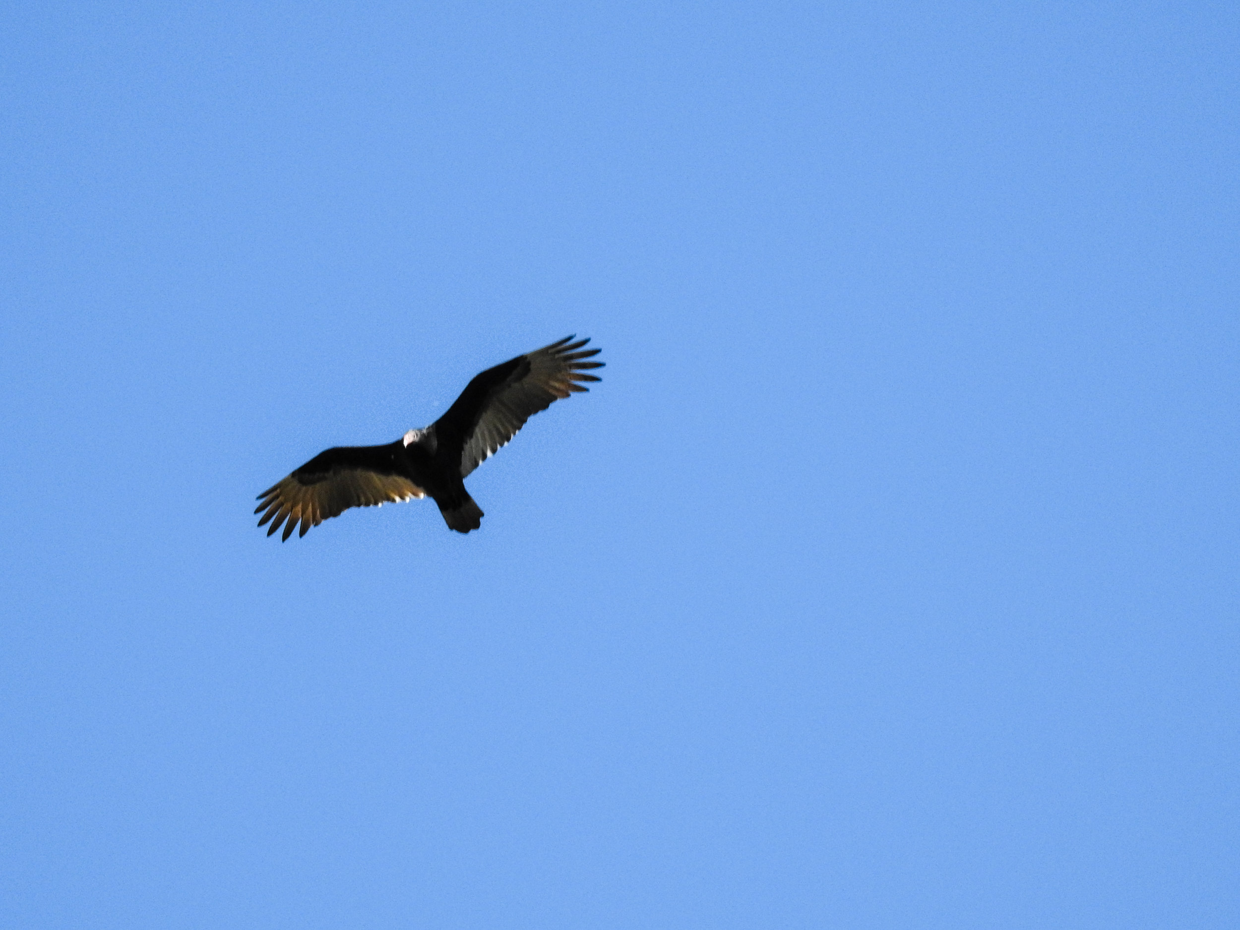 Turkey Vulture