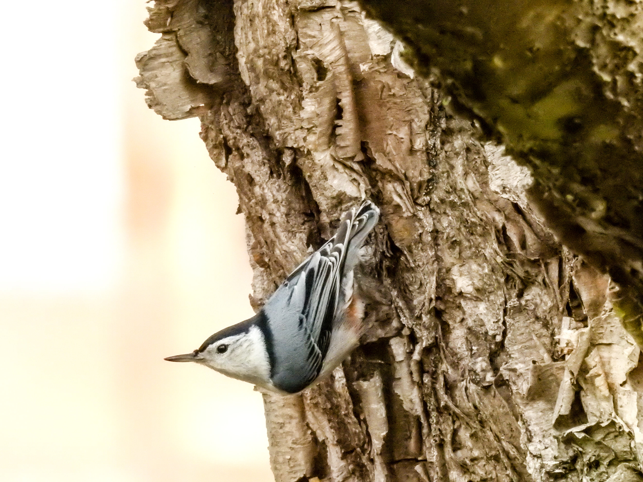 White-breasted Nuthatch, December 3, 2017