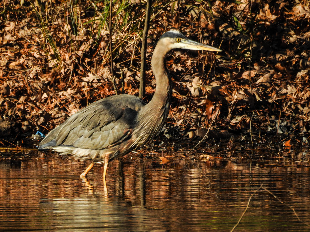 Great Blue Heron, December 16, 2017