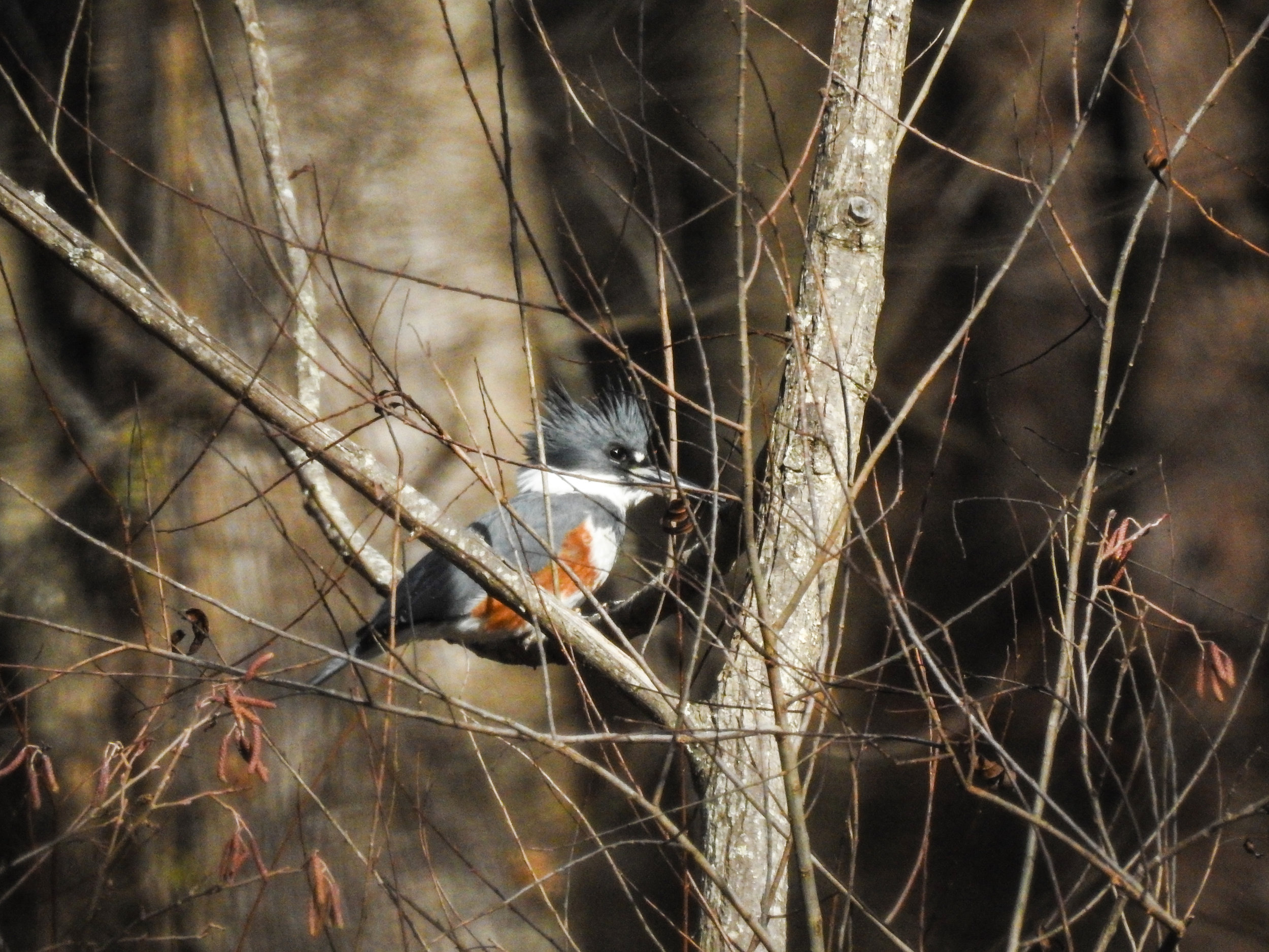 Belted Kingfisher, December 16, 2017