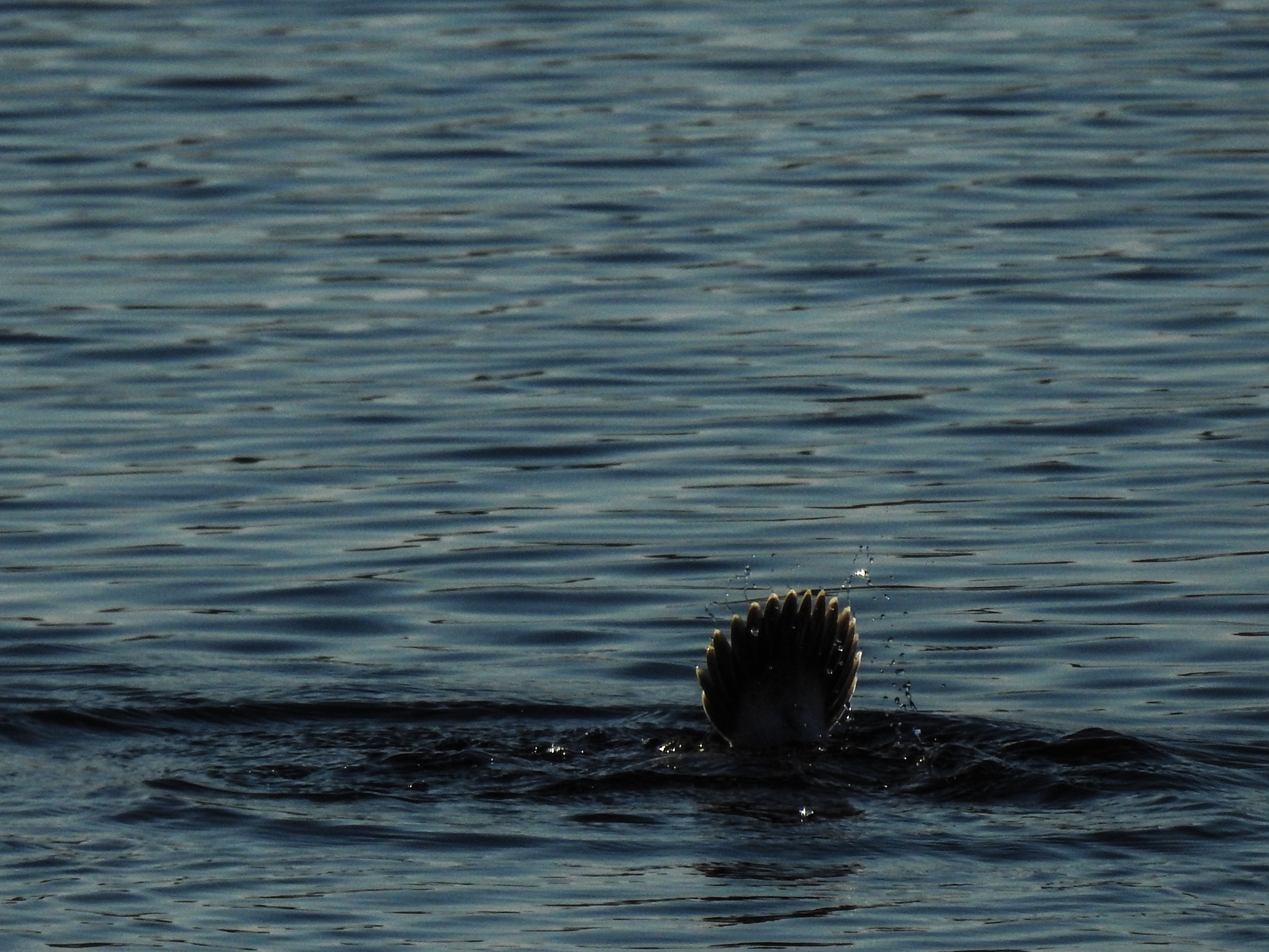 Bufflehead diving