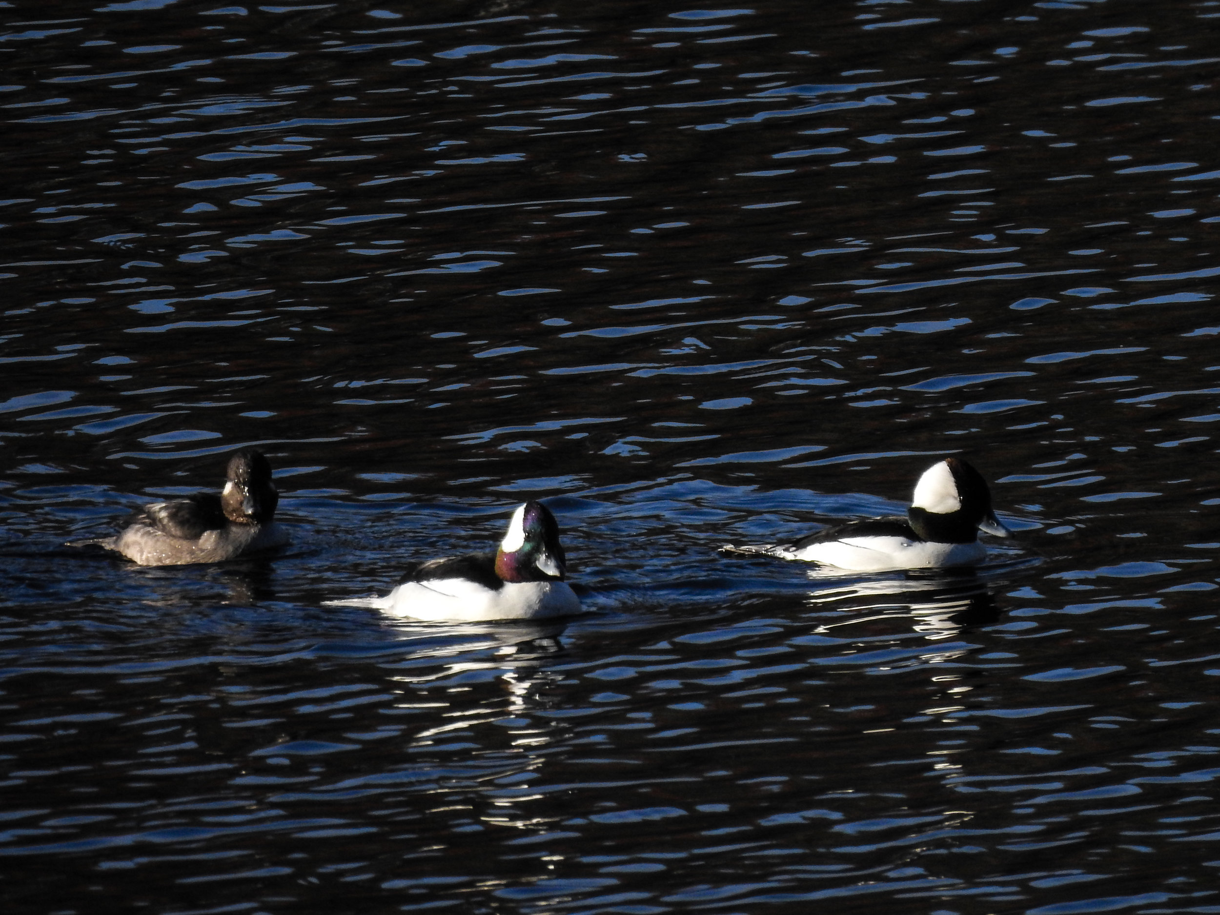 Buffleheads