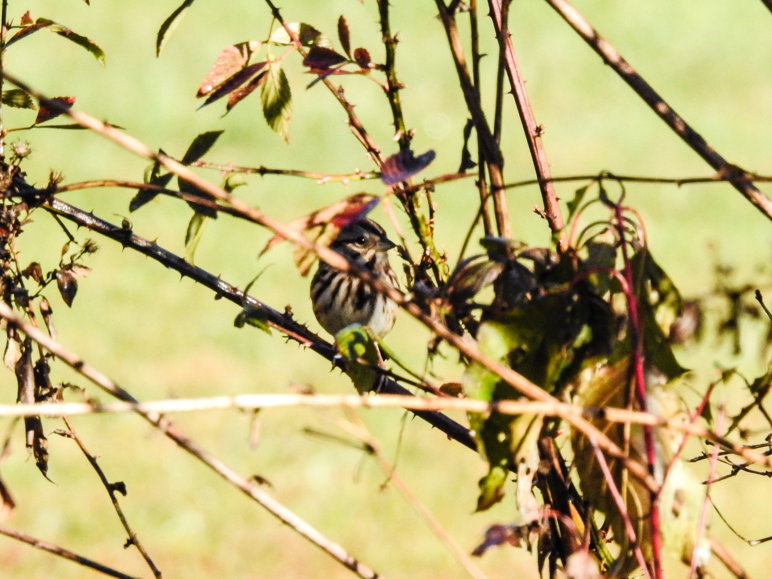 Song Sparrow