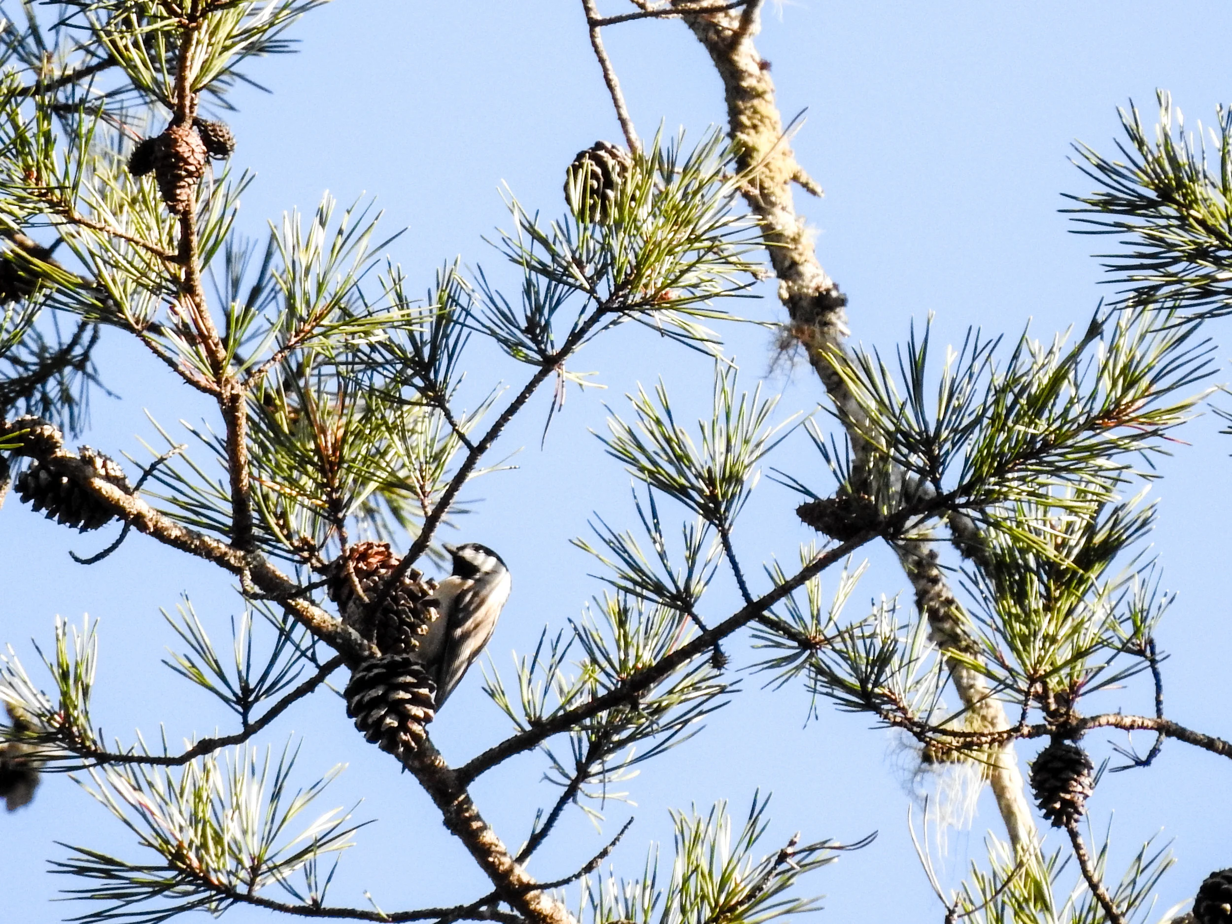 Carolina Chickadee