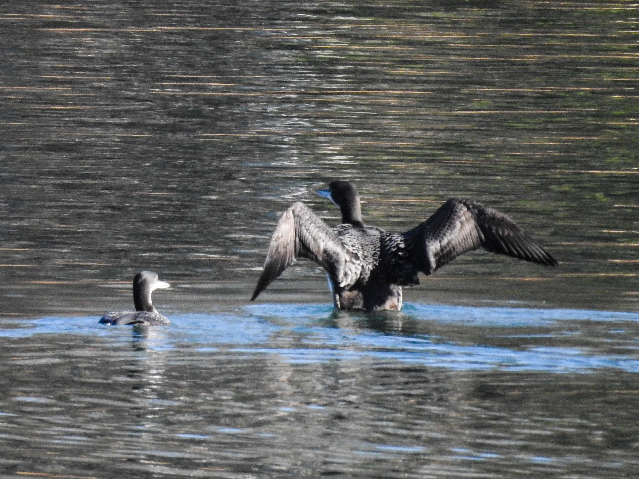 Common Loon