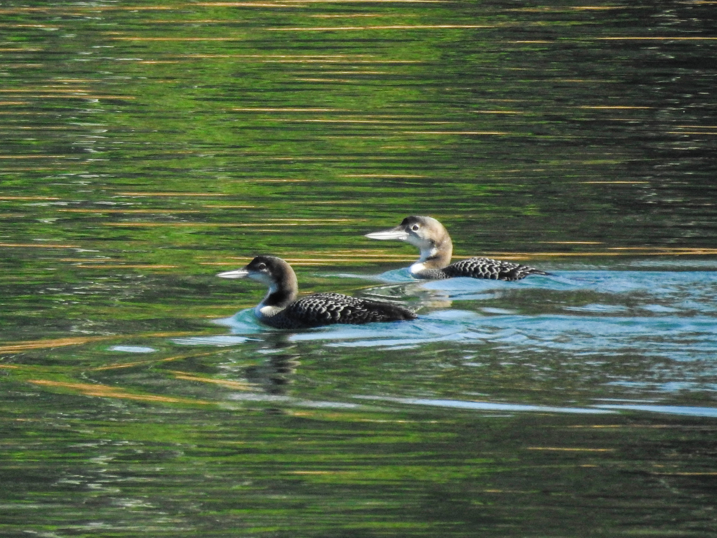 Common Loon