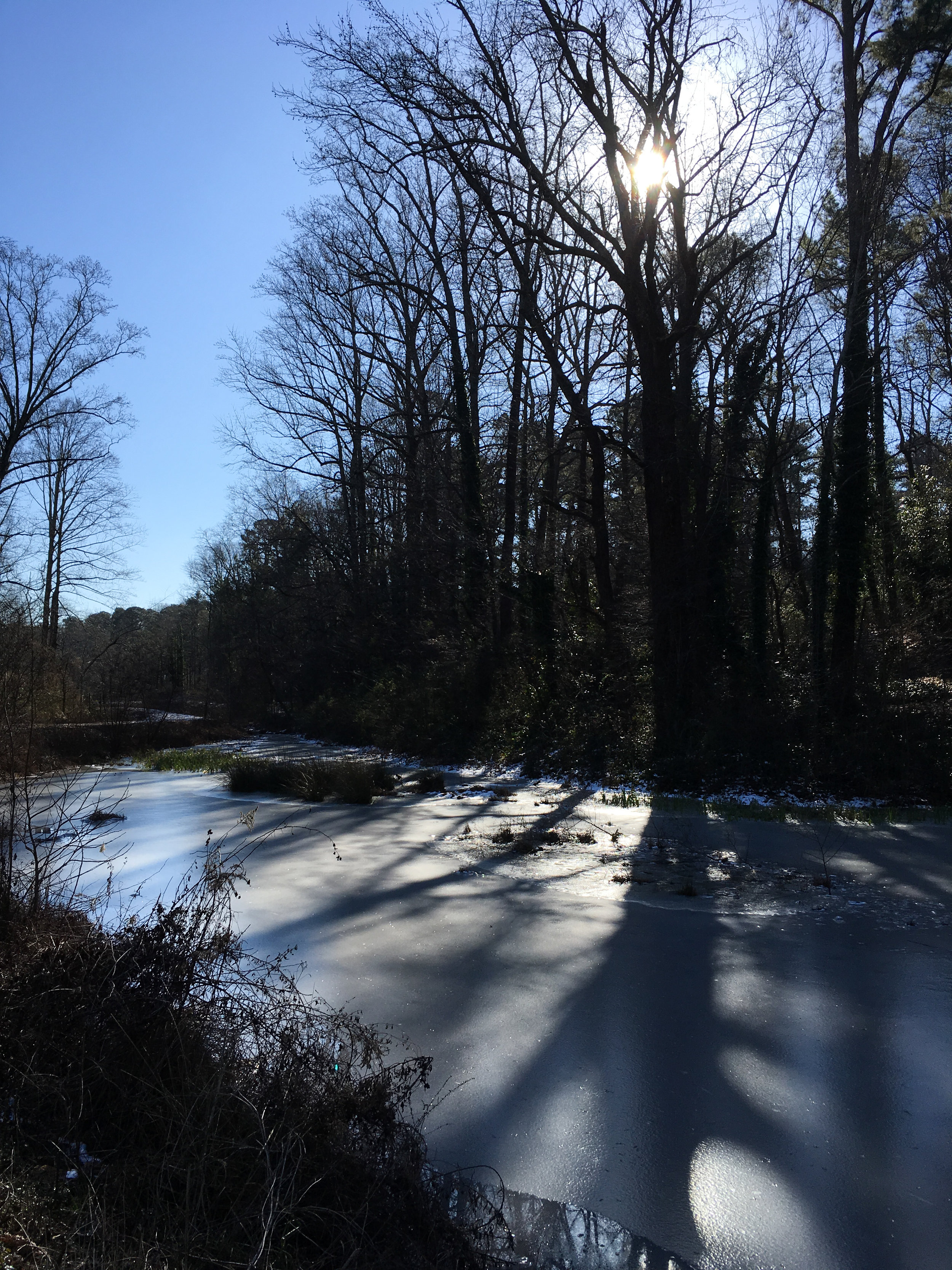 Iced-over Western Wetlands, January 20, 2018