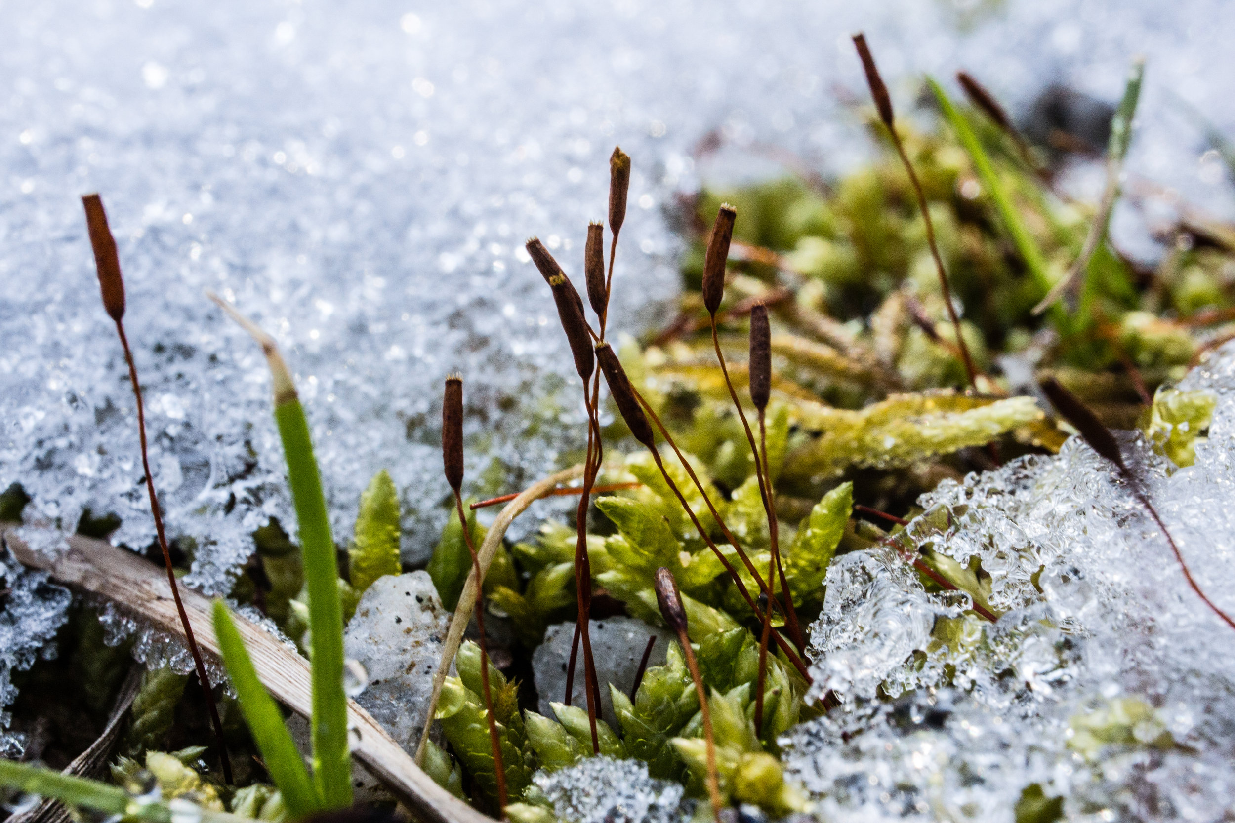 Moss in snow, January 20, 2018