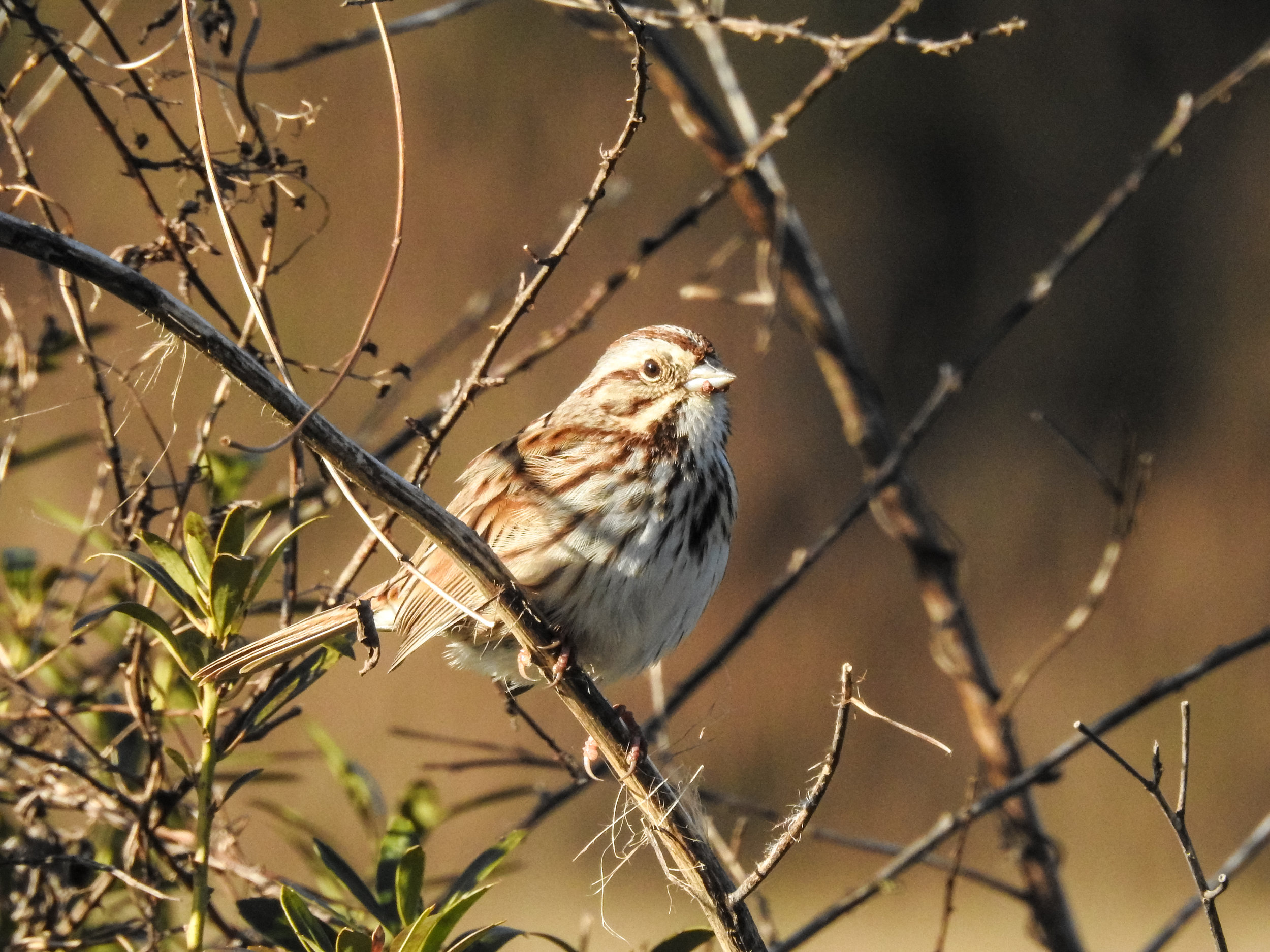 Song Sparrow, January 20, 2018