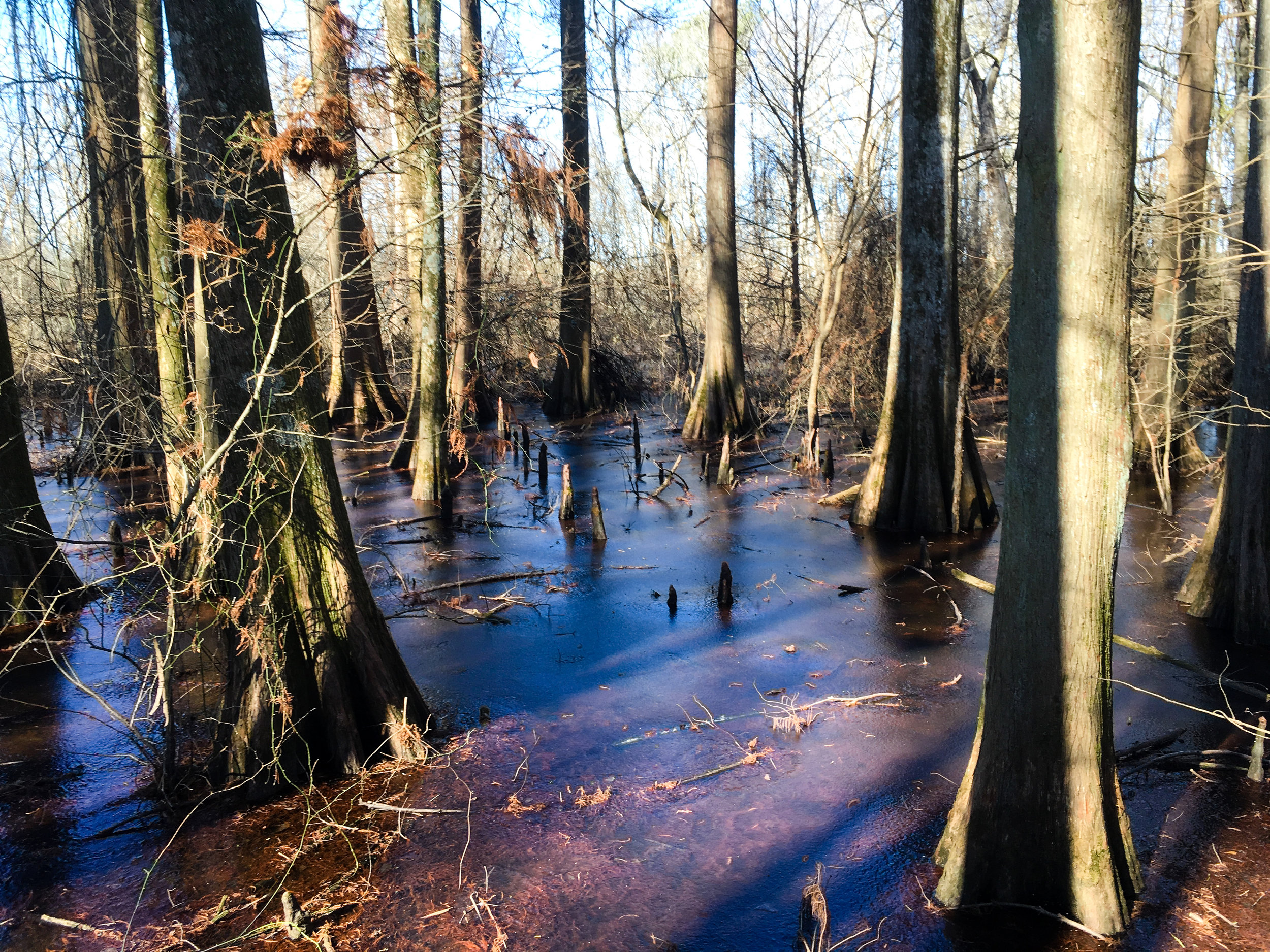 Atkenson Trail, January 14, 2018