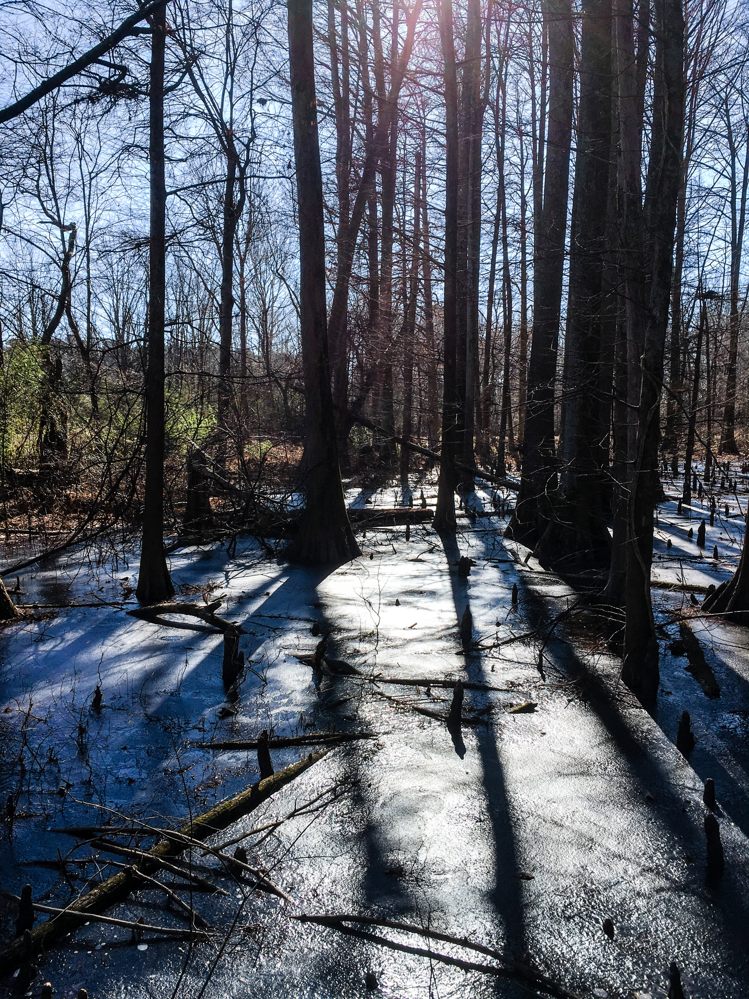 Frozen wetlands at the Atkenson Trail, January 14, 2018