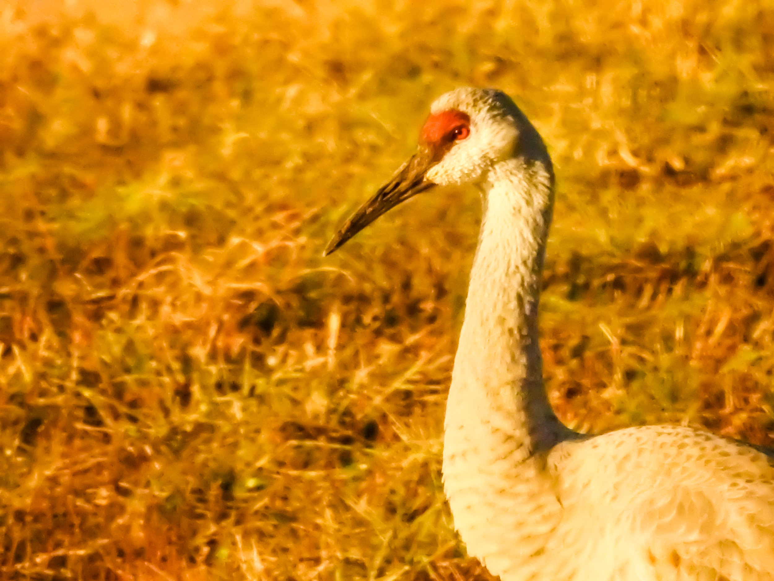 Sandhill Crane, January 13, 2018