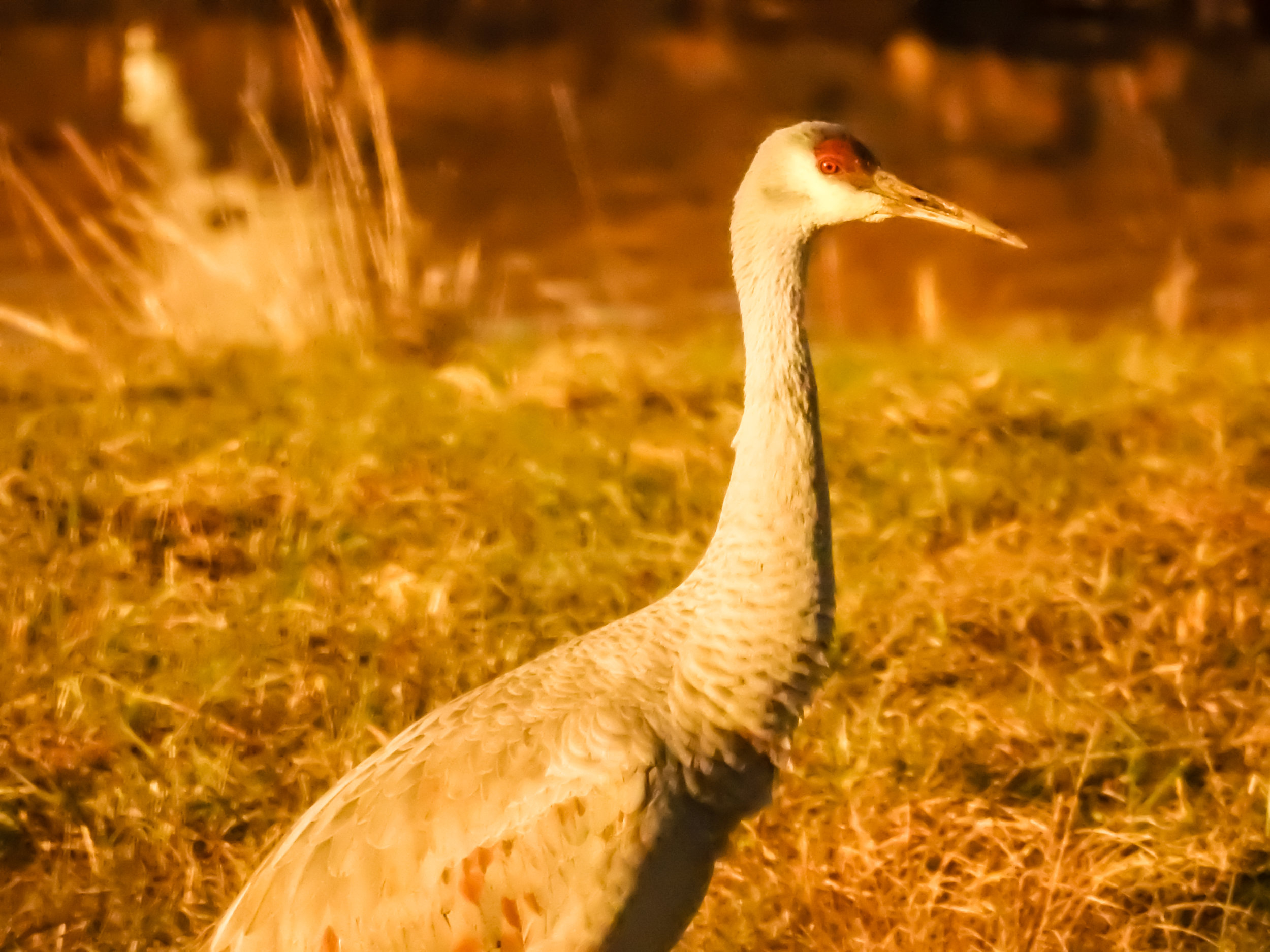 Sandhill Crane, January 13, 2018