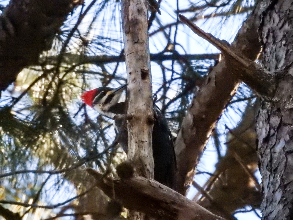 Pileated Woodpecker, January 6, 2018