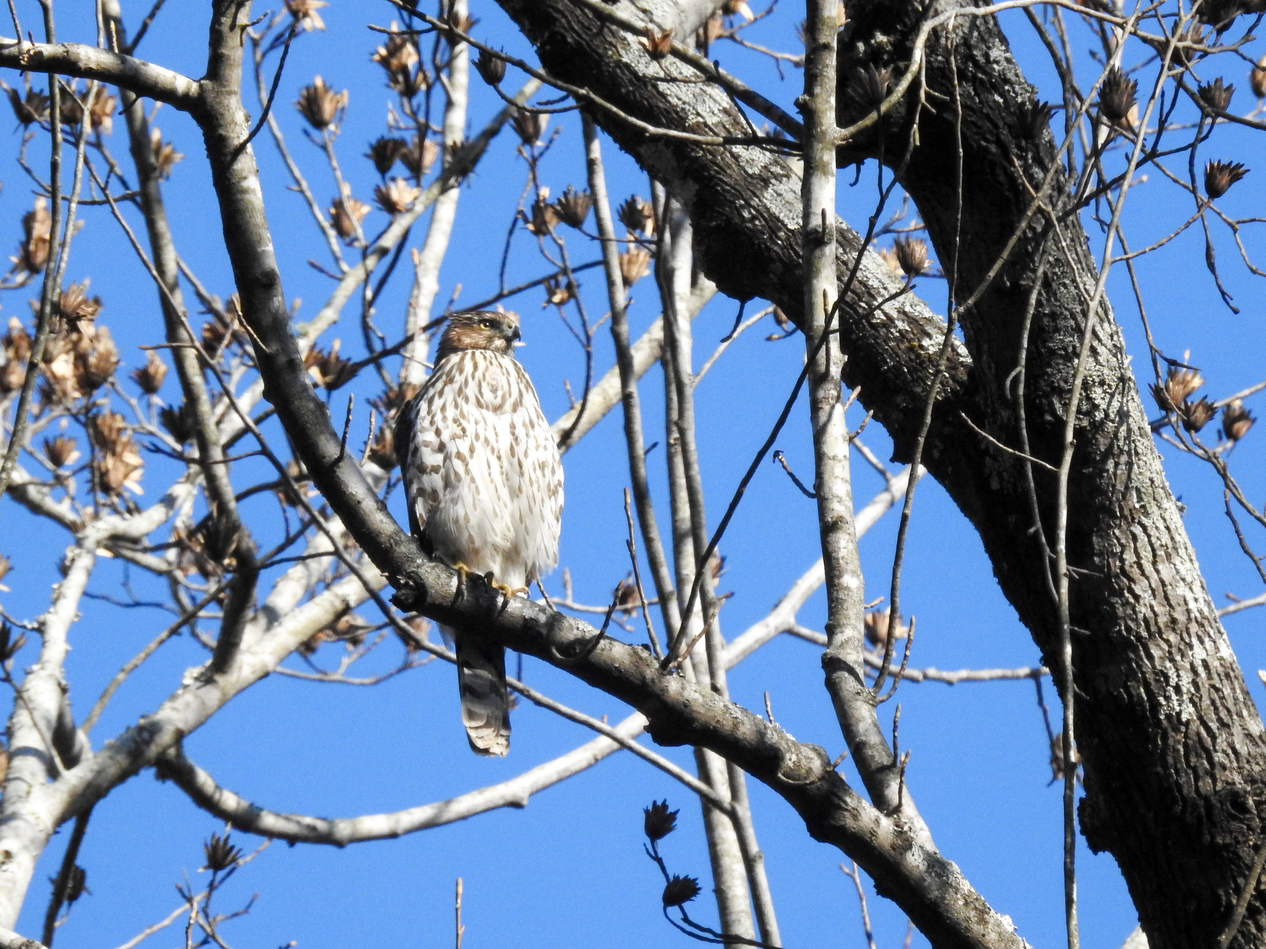 Cooper's Hawk, December 30, 2017