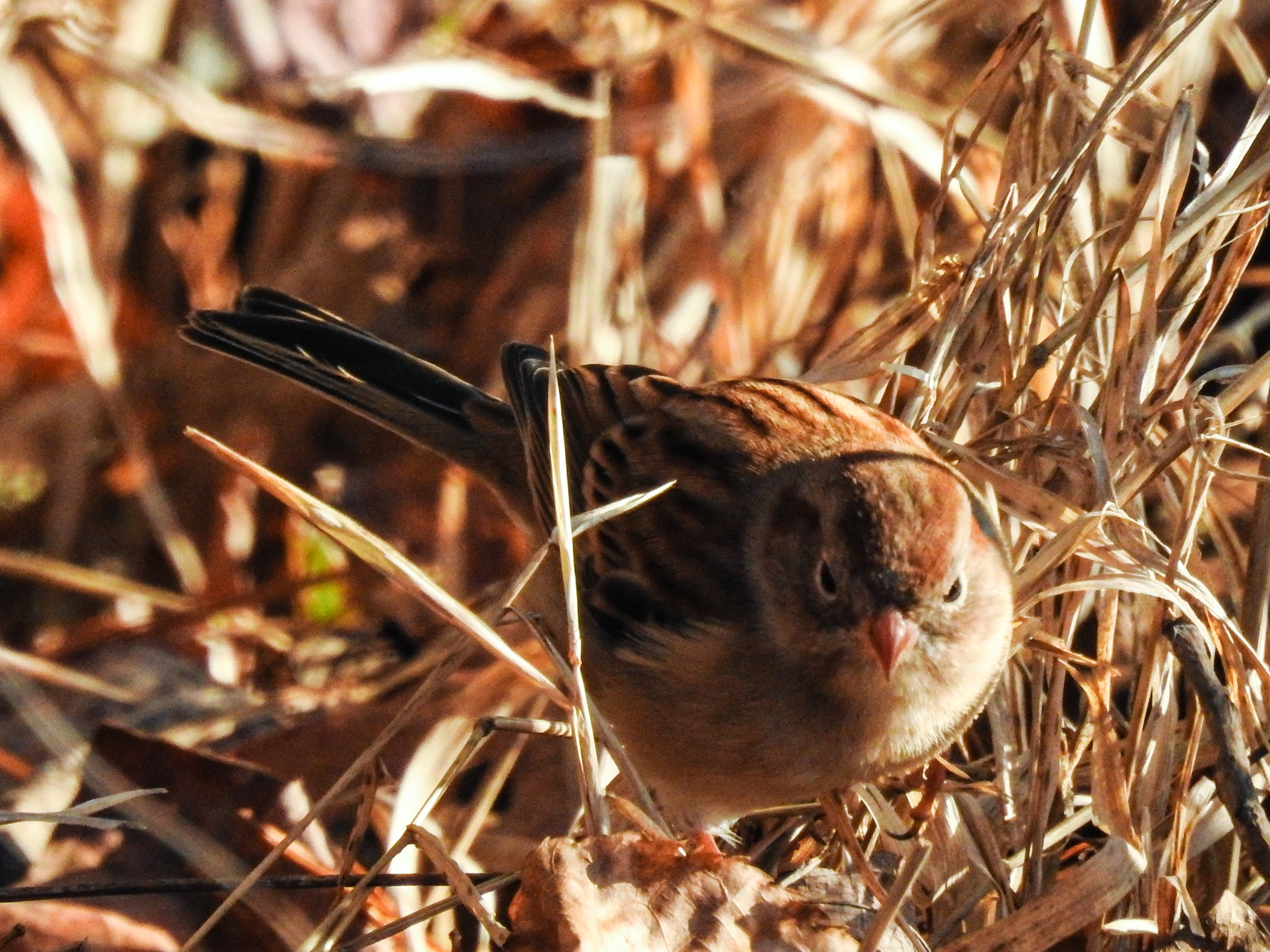 Field Sparrow, November 23, 2017