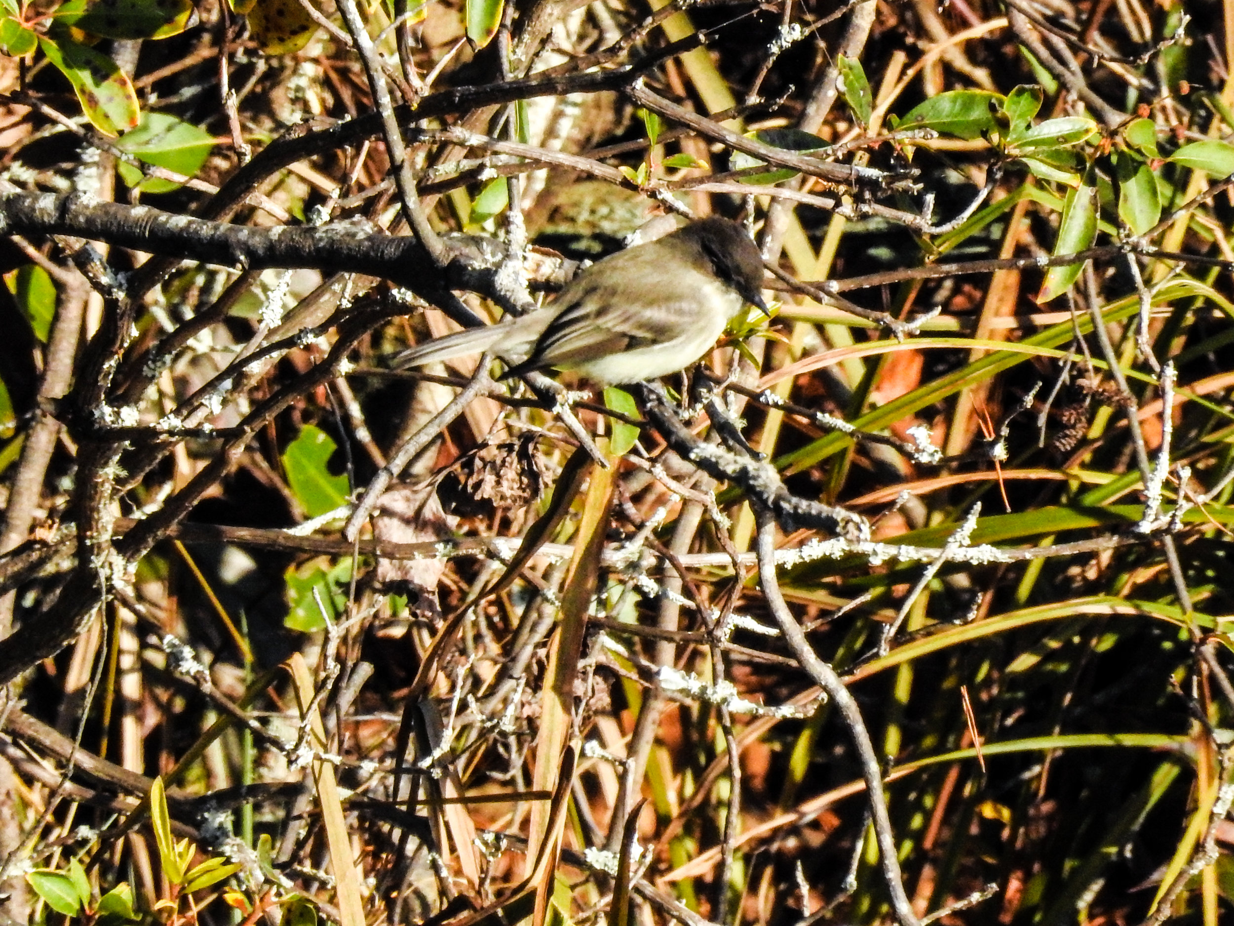 Eastern Phoebe, November 23, 2017