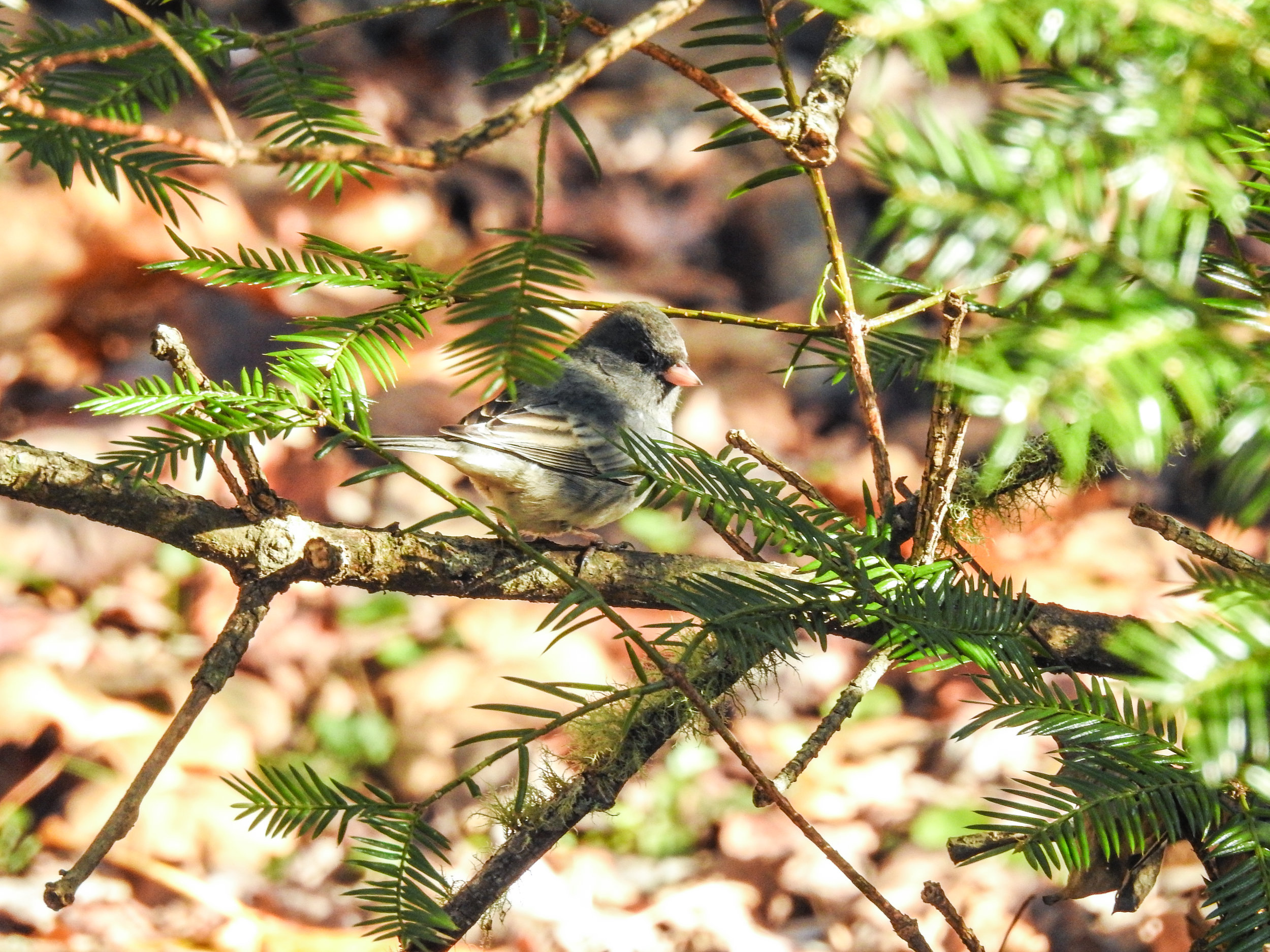 Dark-eyed Junco, November 24, 2017