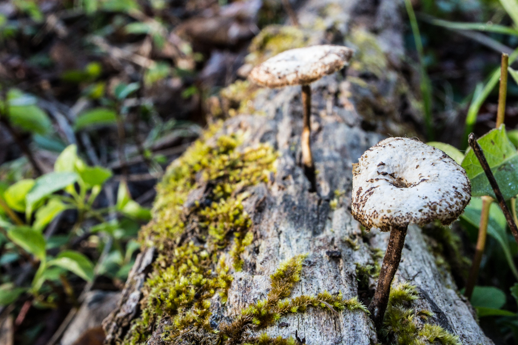 Lentinus arcularius, March 10, 2018