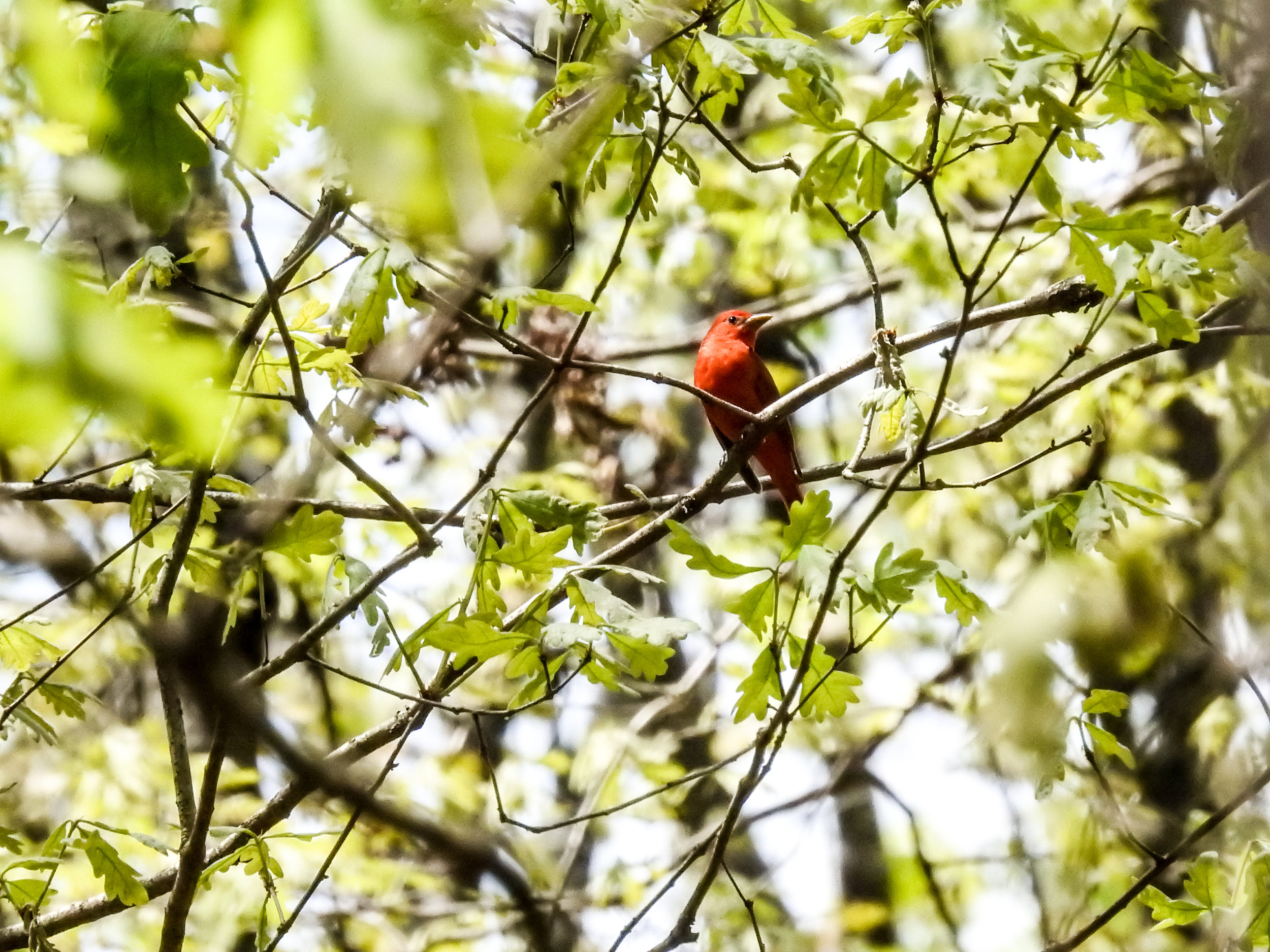 Summer Tanager, April 14, 2018