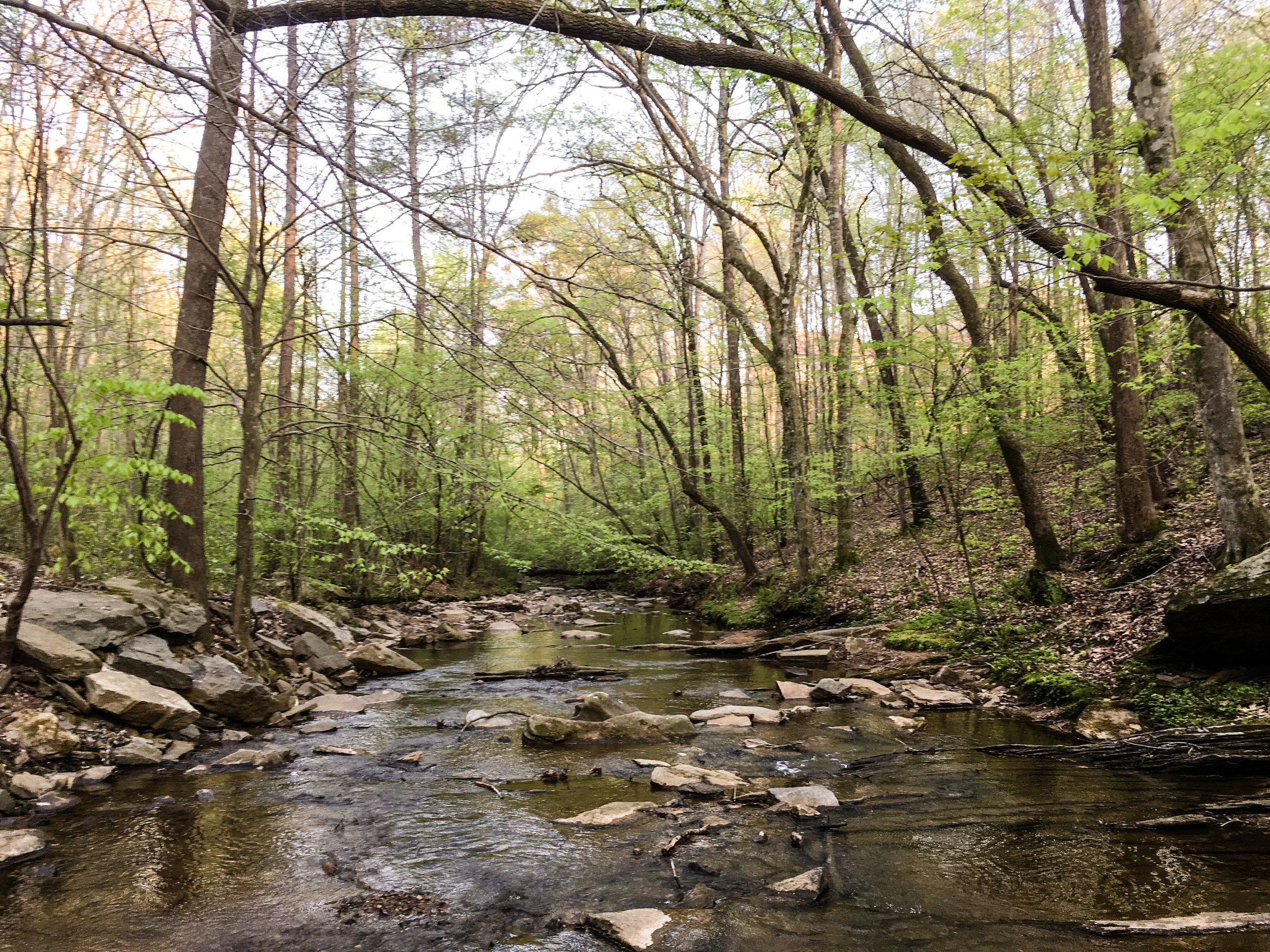 Gunby Creek, April 12, 2018