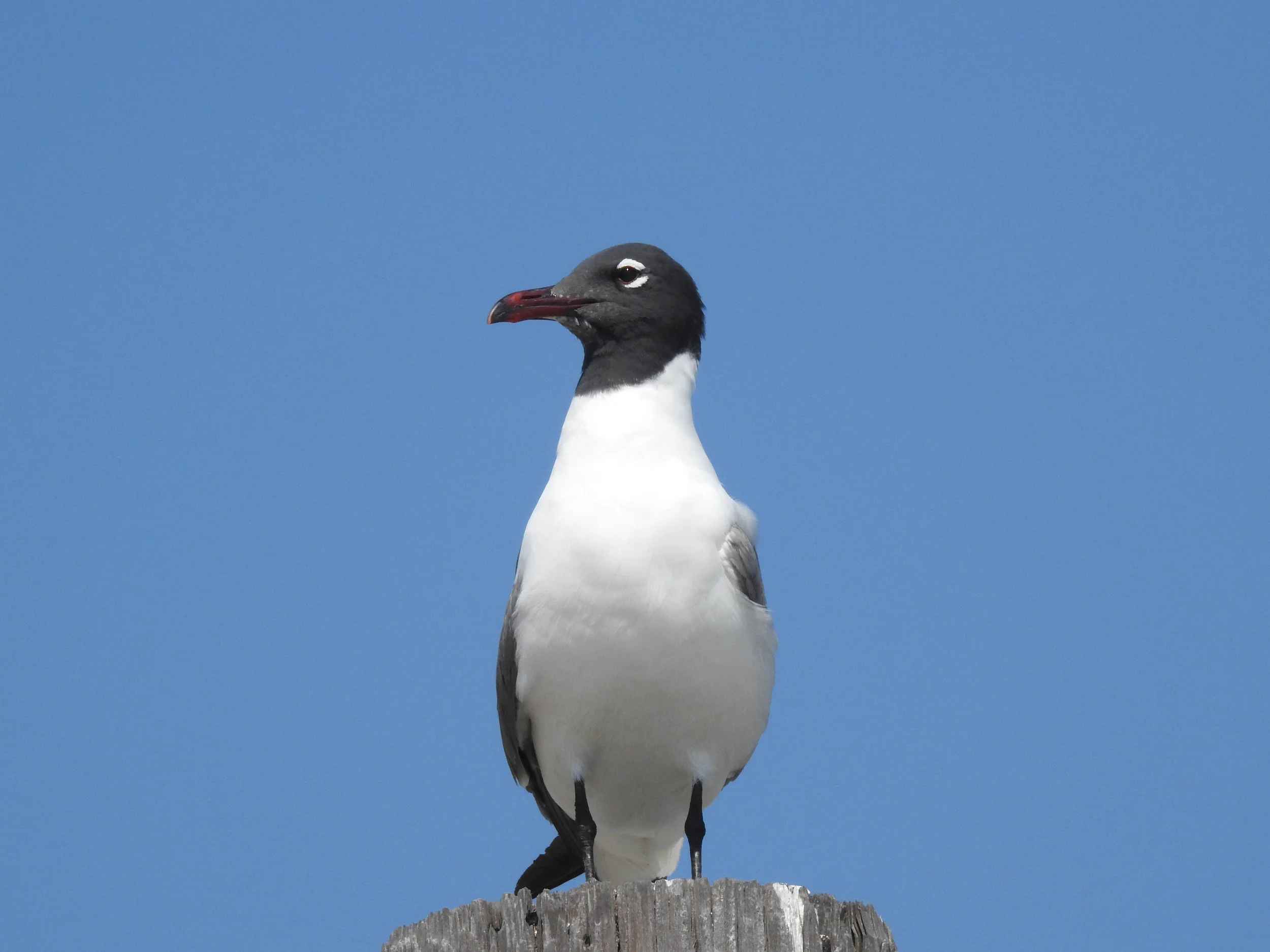 Laughing Gull