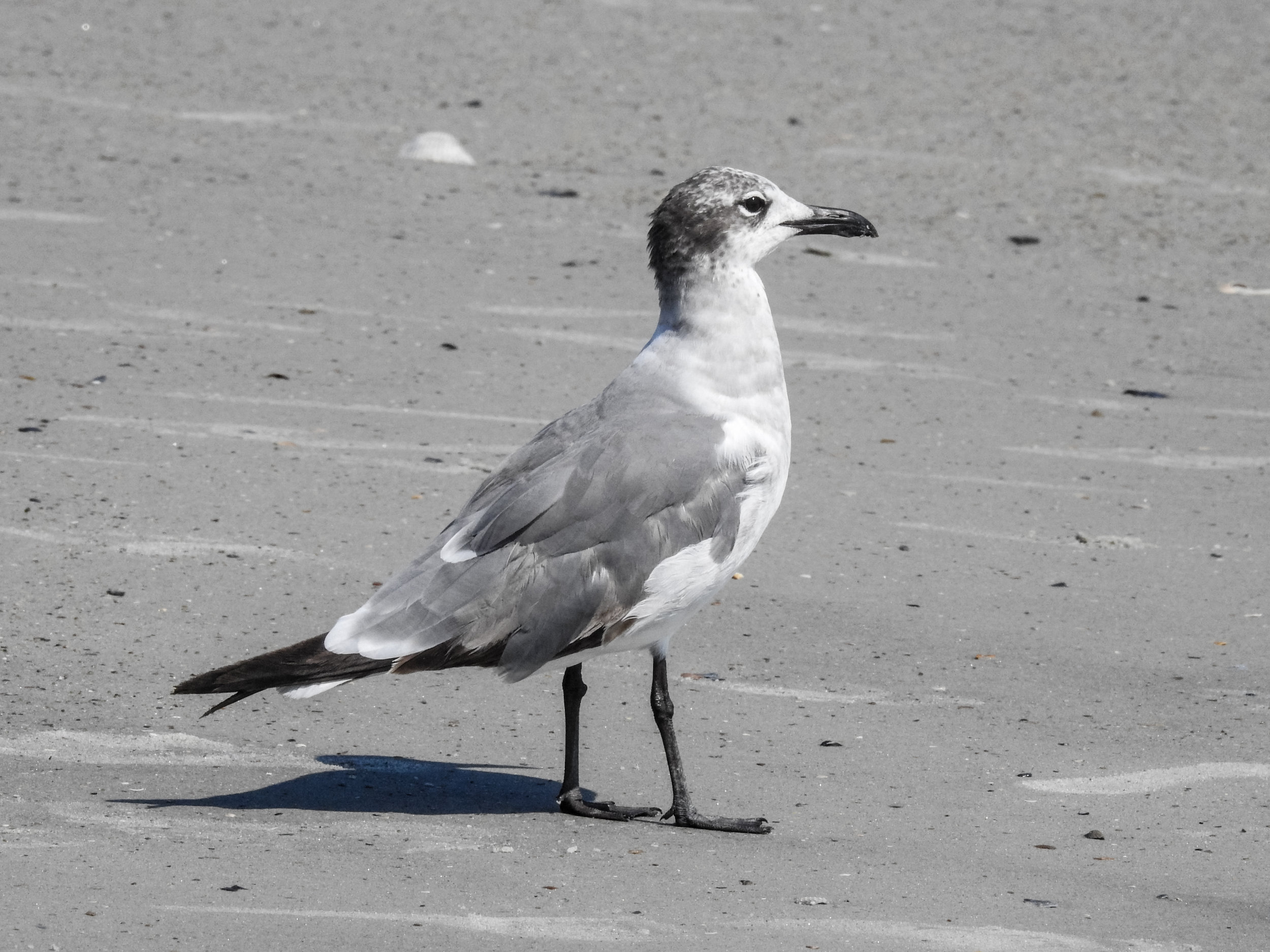 Laughing Gull