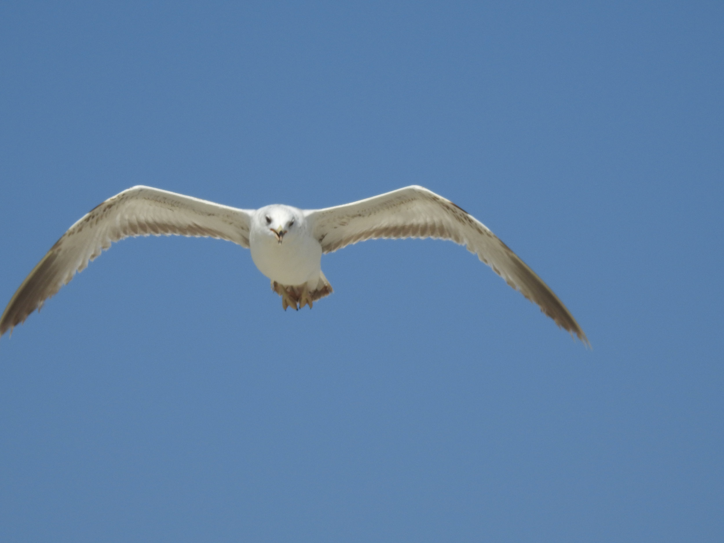 Ring-billed Gull