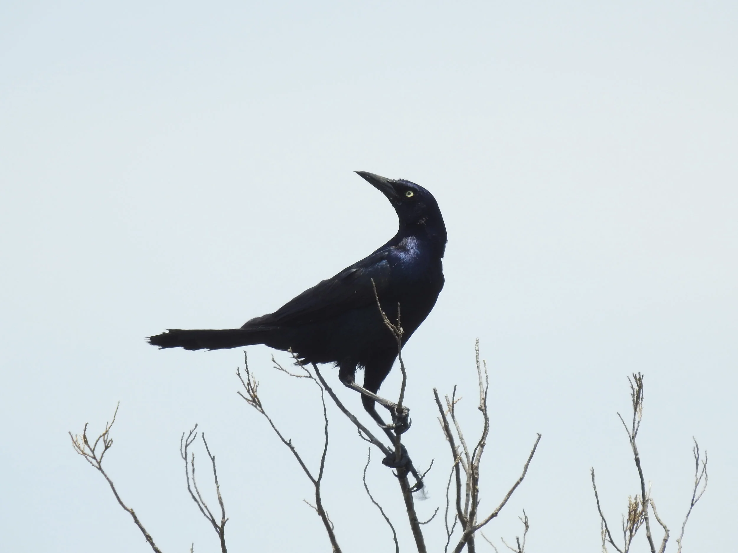 Boat-tailed Grackle