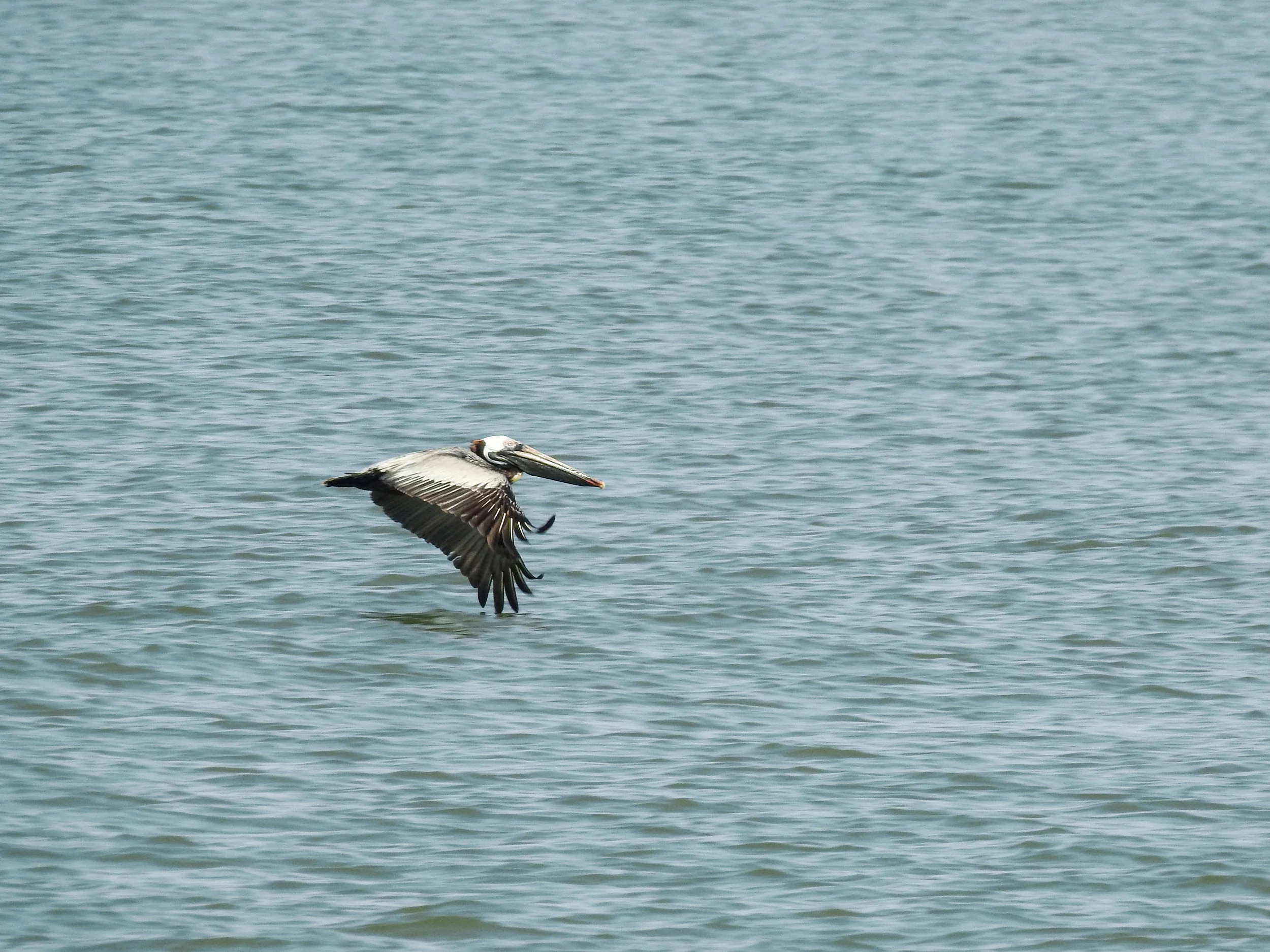 Brown Pelican