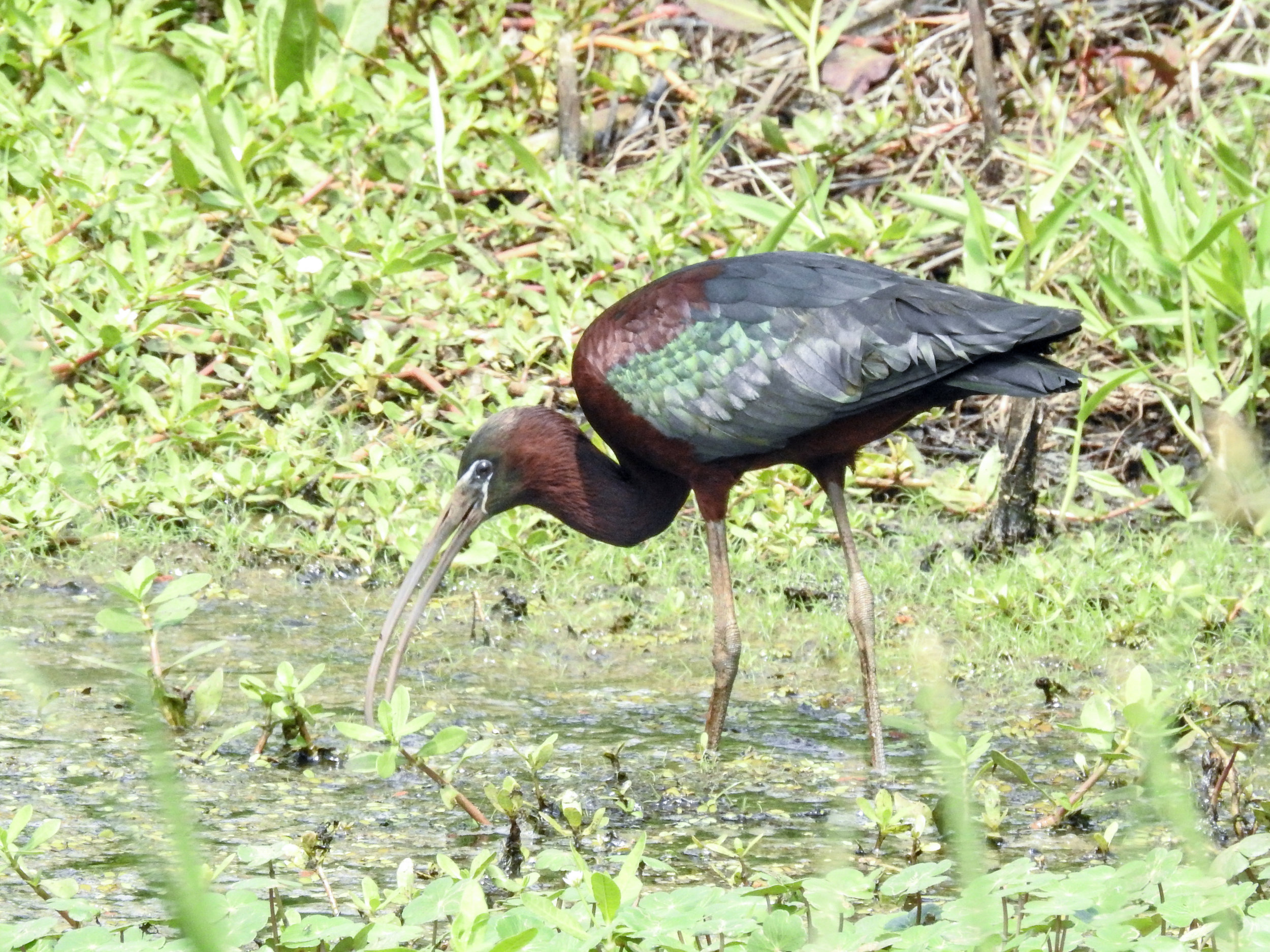 Glossy Ibis