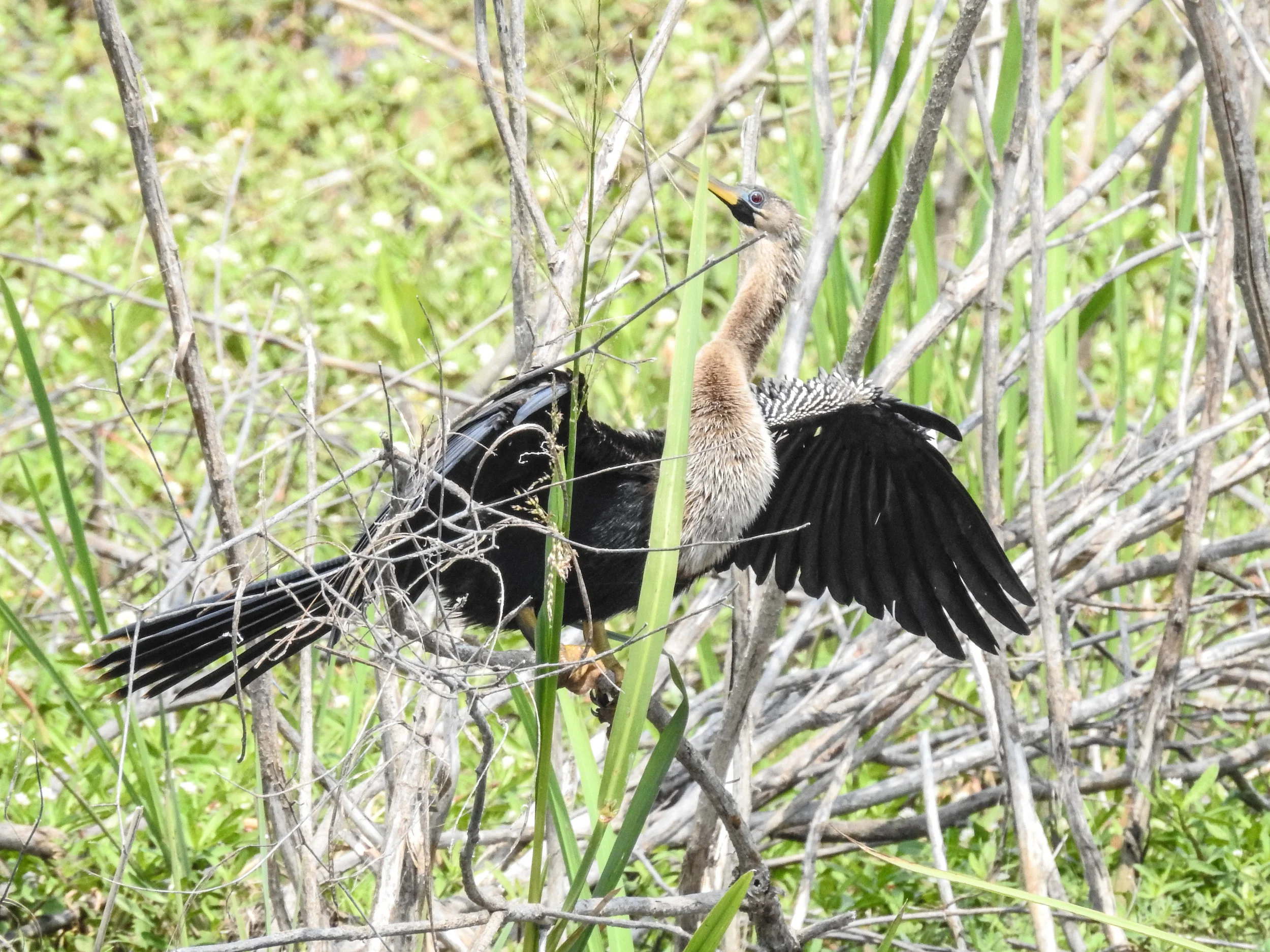 Anhinga
