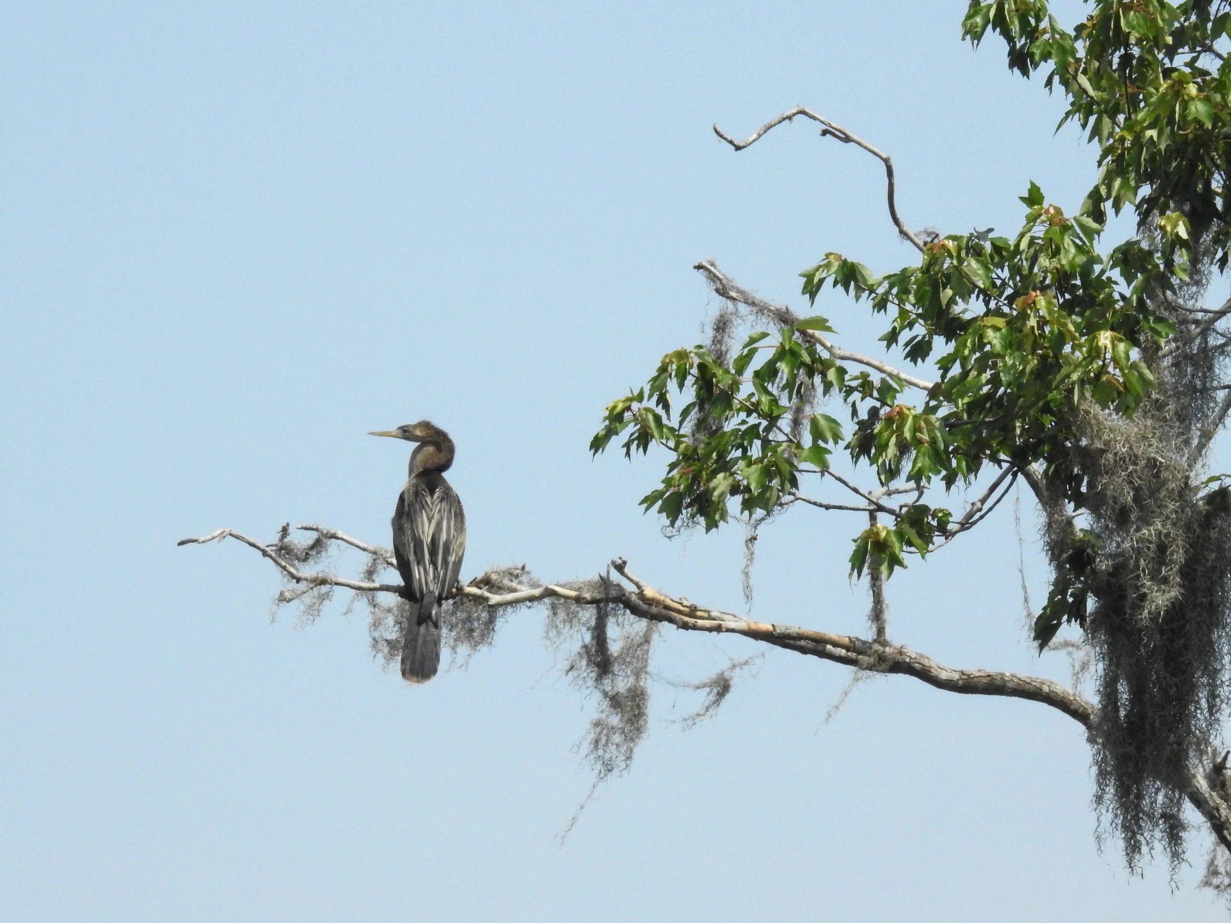 Anhinga