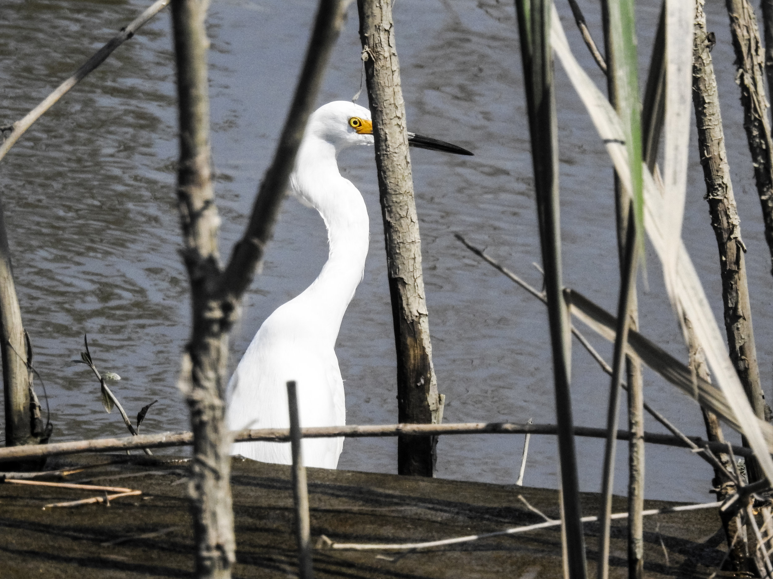 Snowy Egret