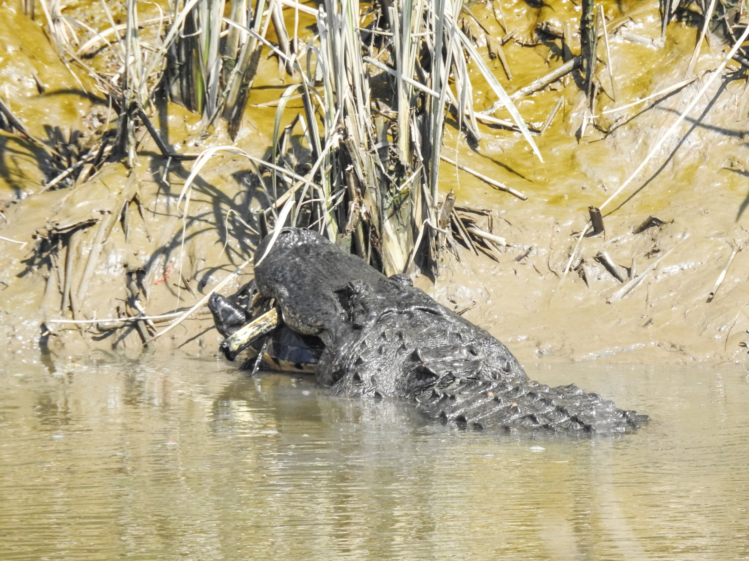 American Alligator