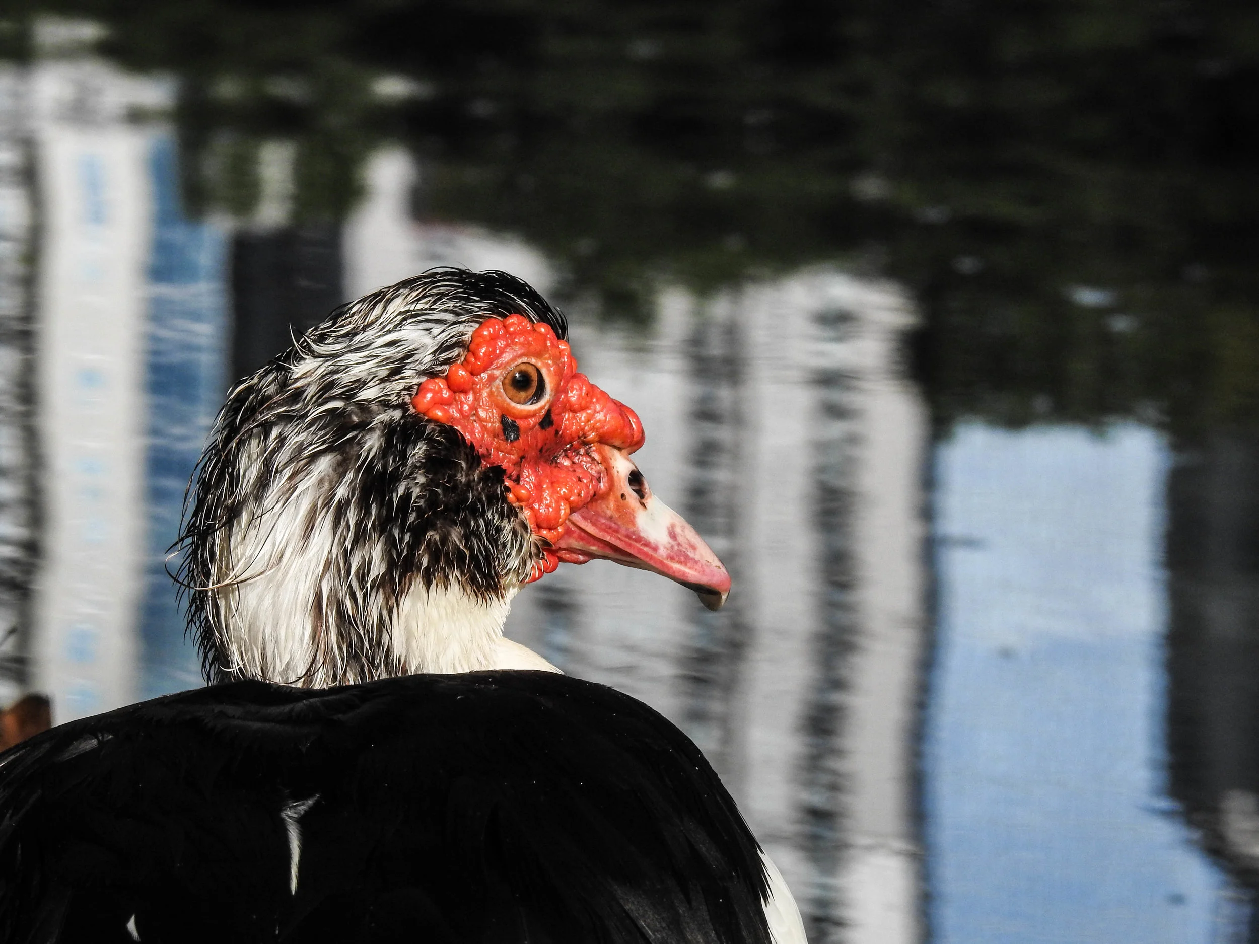 Muscovy Duck (domestic)