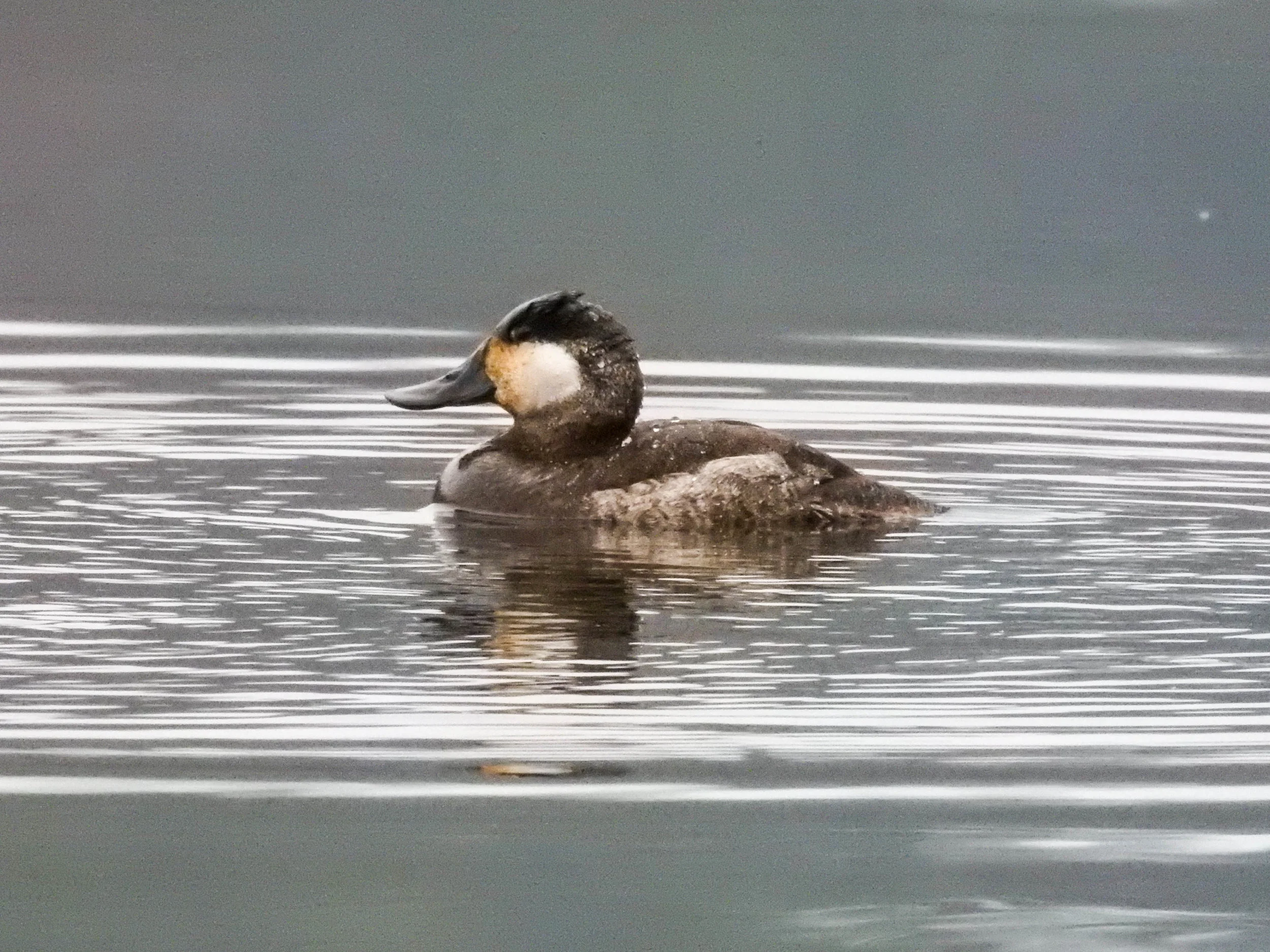 Ruddy Duck, male