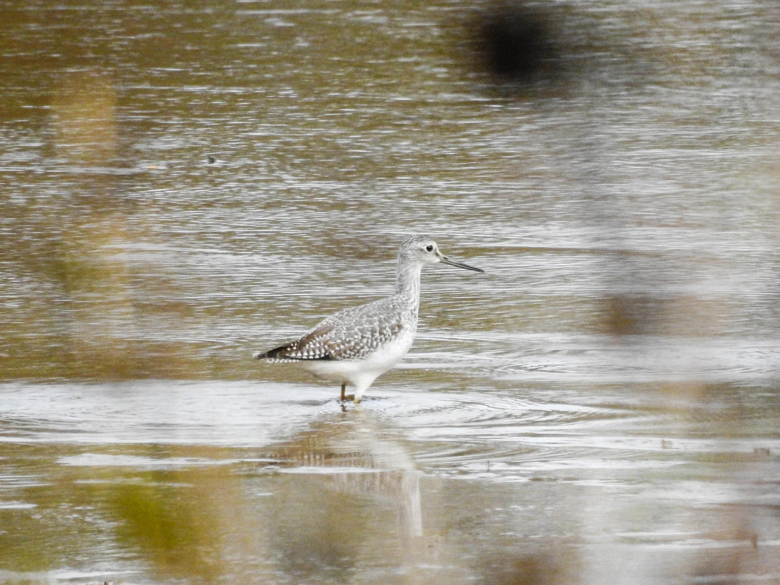 Greater Yellowlegs