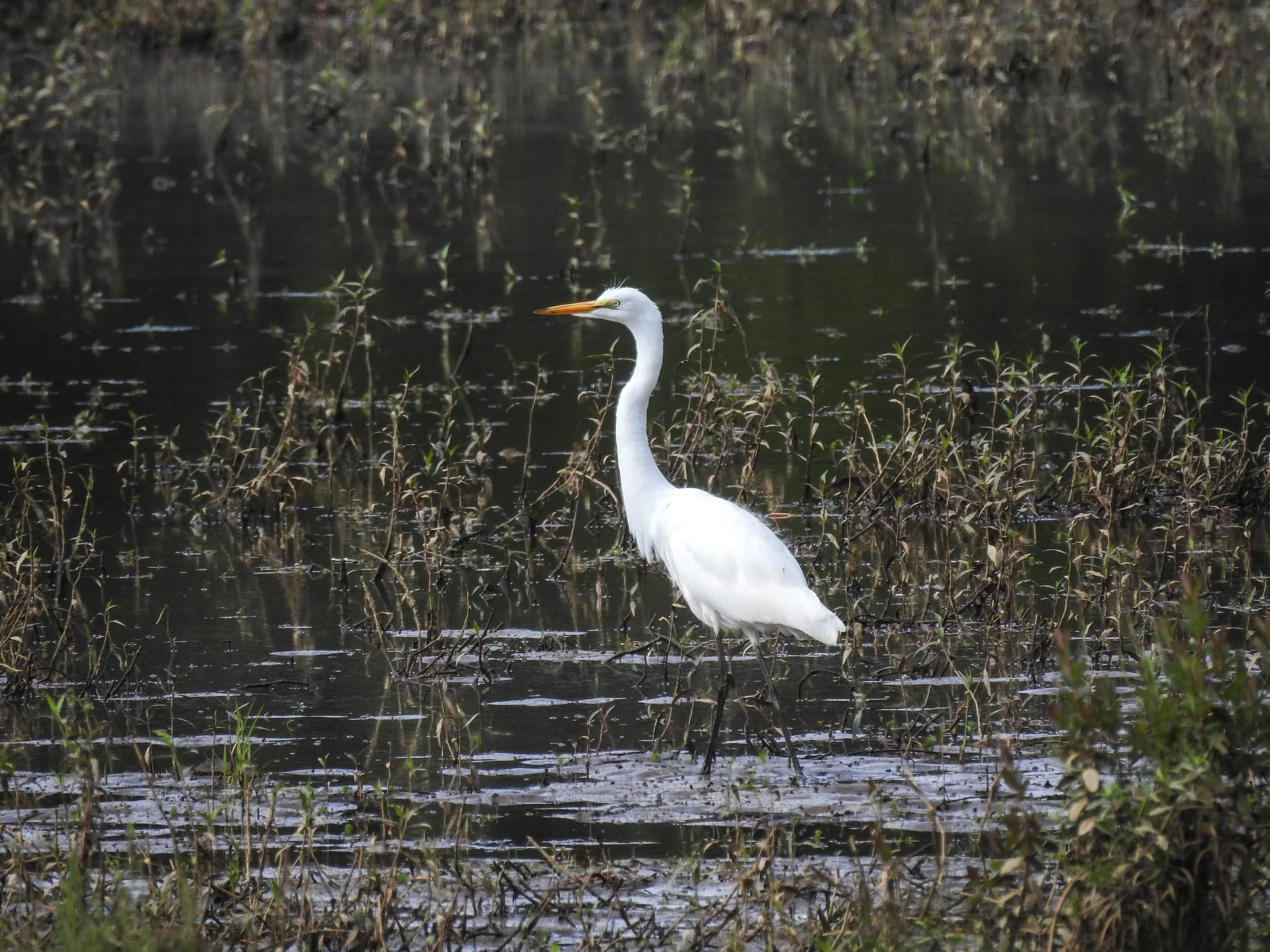Great Egret