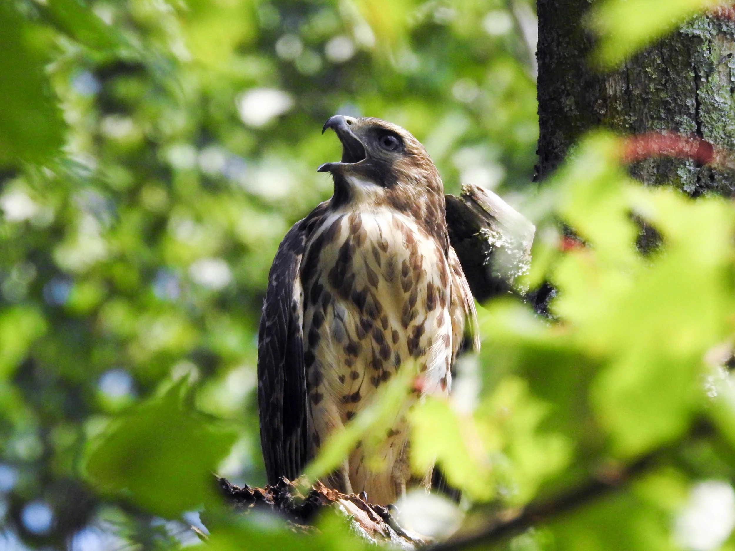 Red-shouldered Hawk, immature