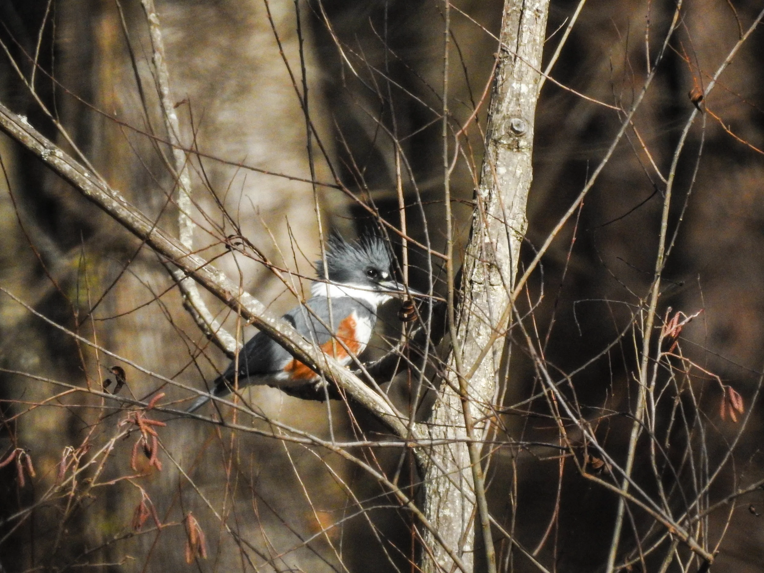 Belted Kingfisher, female