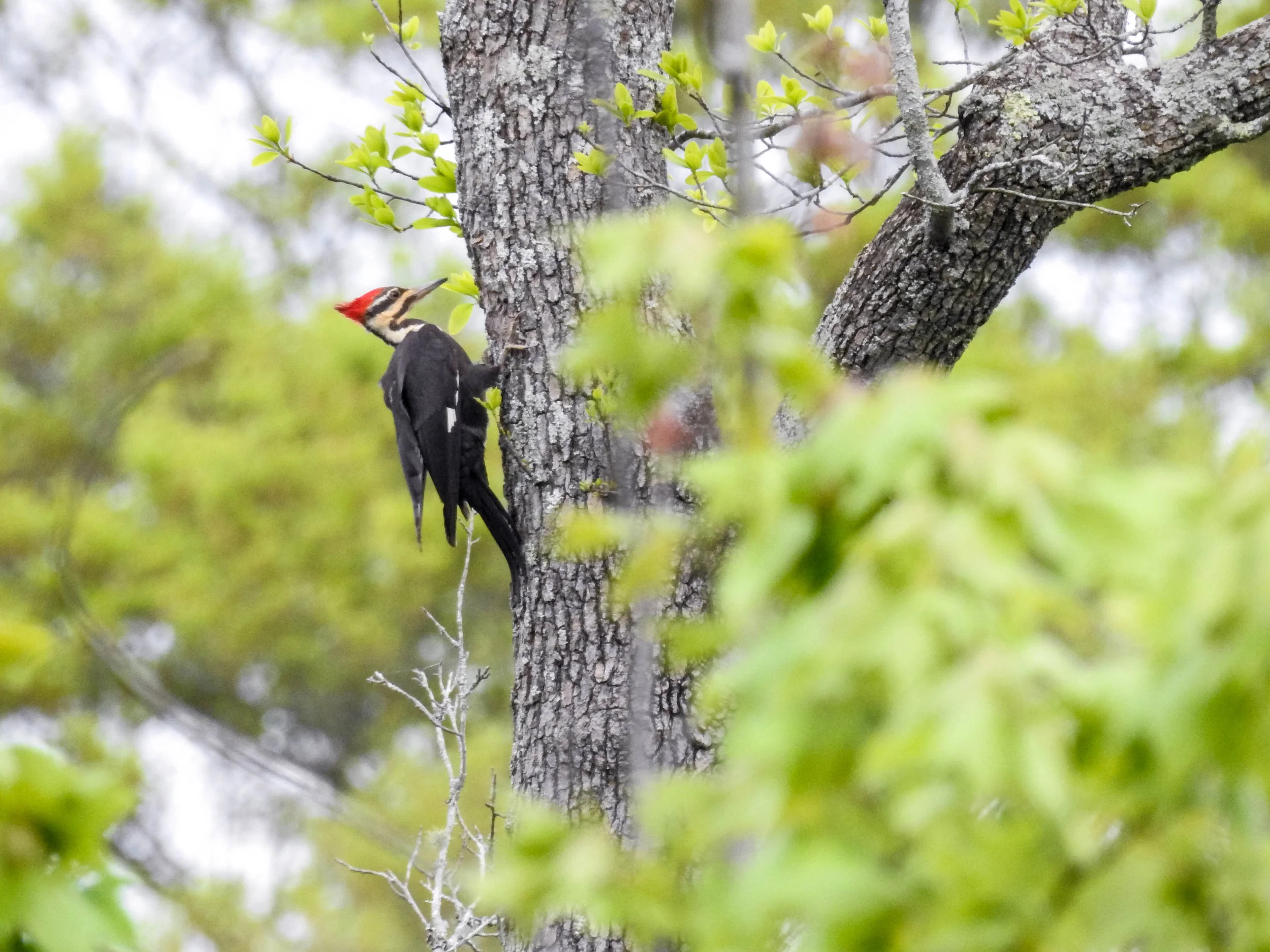 Pileated Woodpecker, female