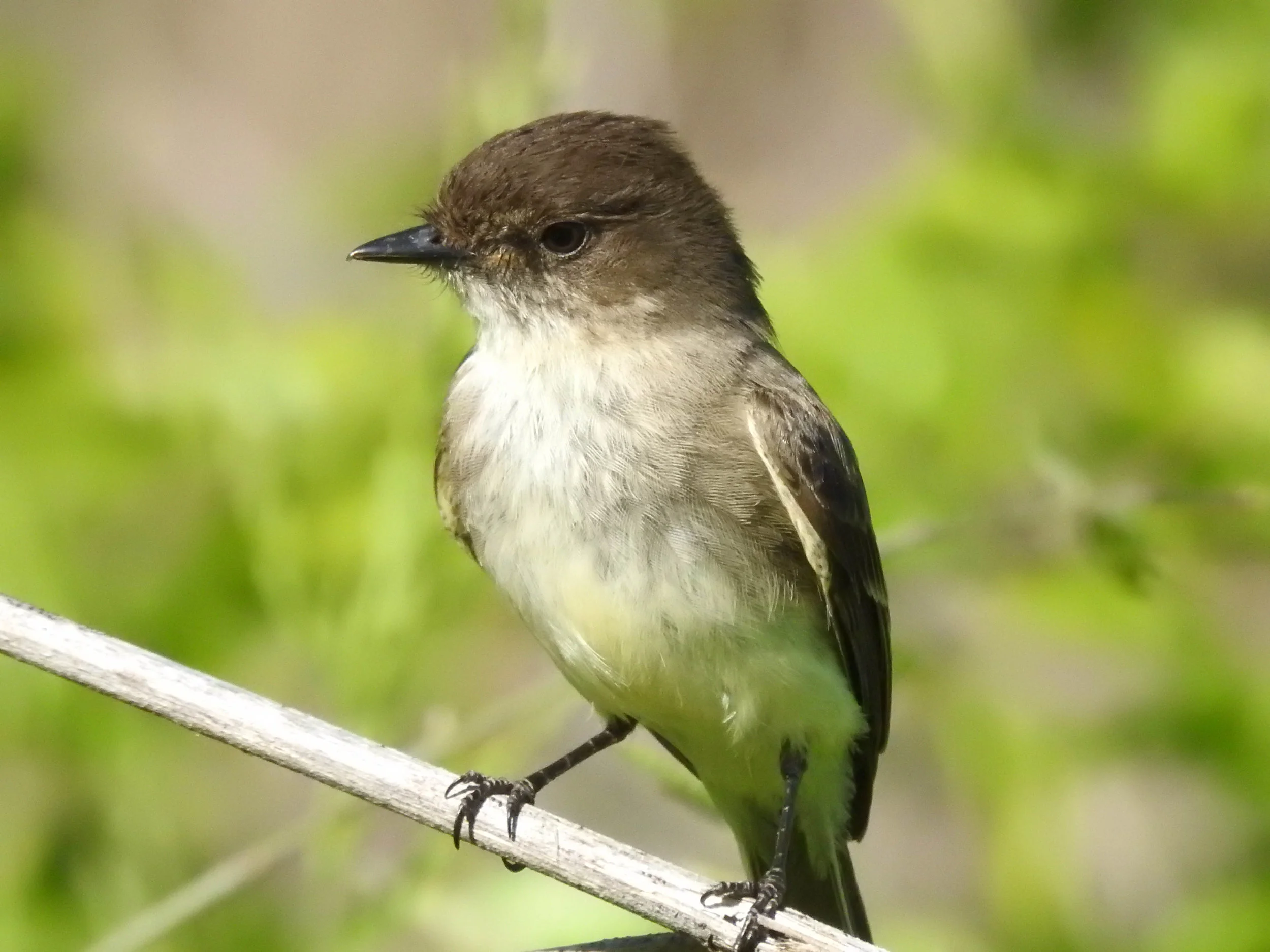 Eastern Phoebe